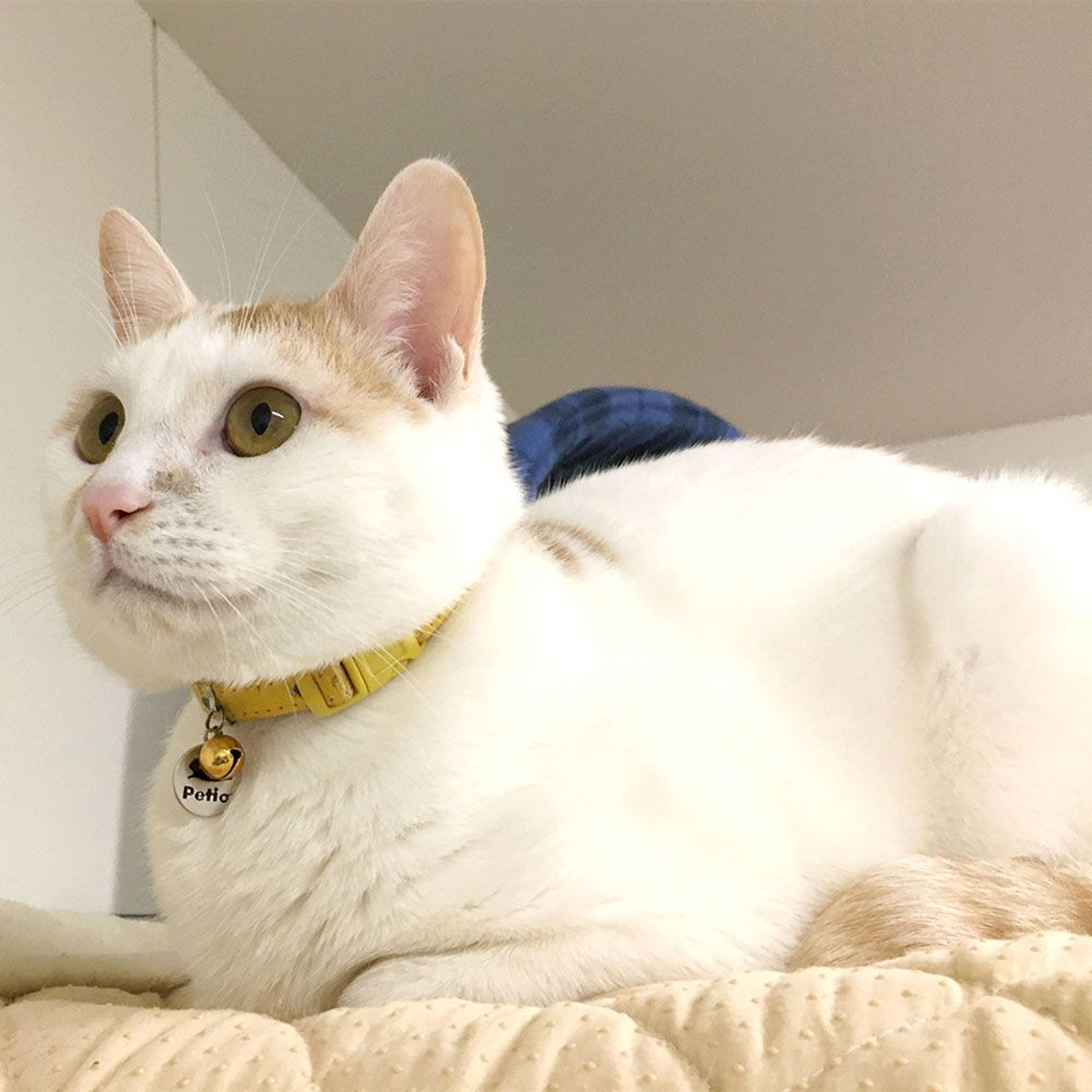 pet-image-3