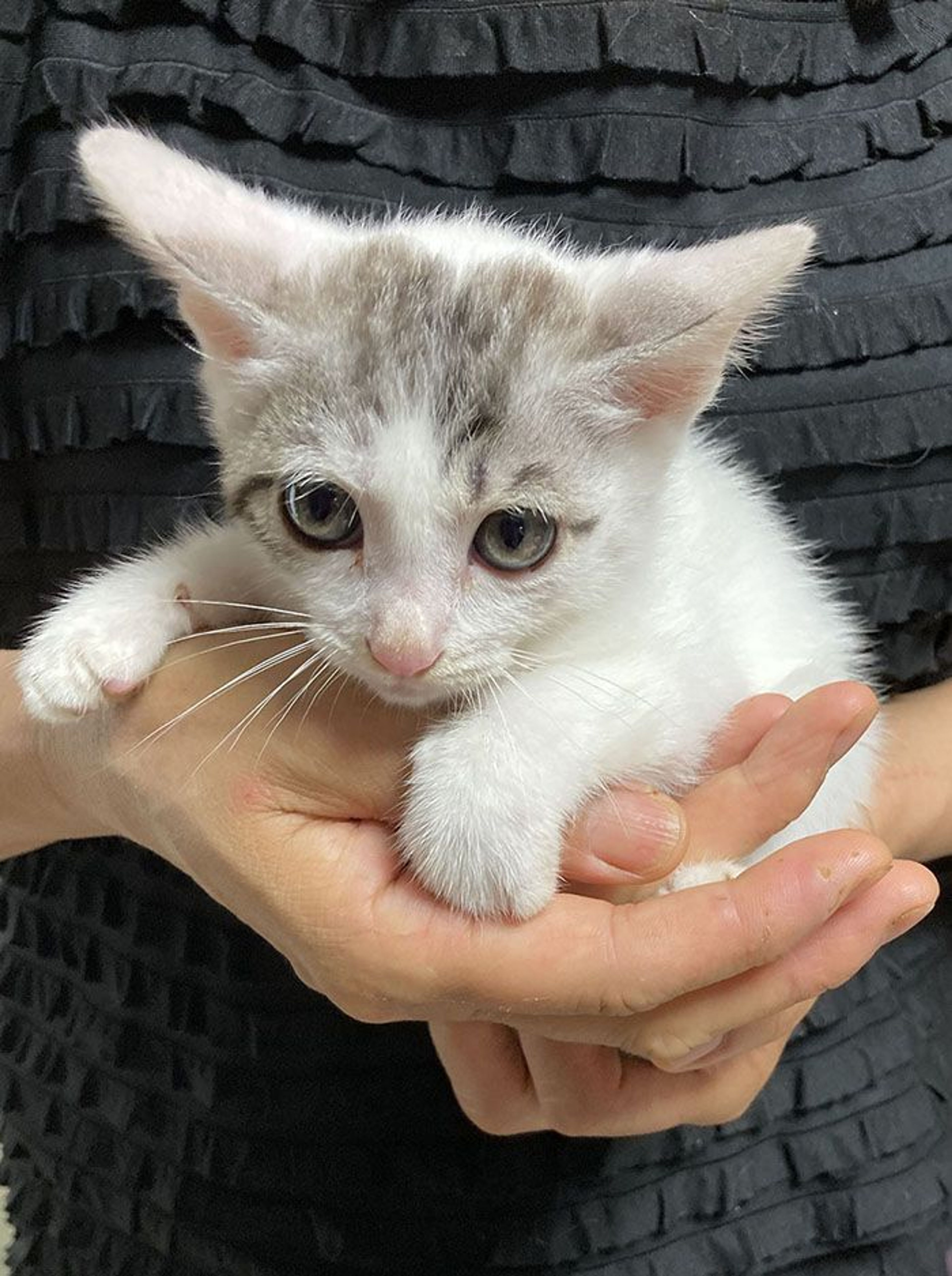 pet-image-2