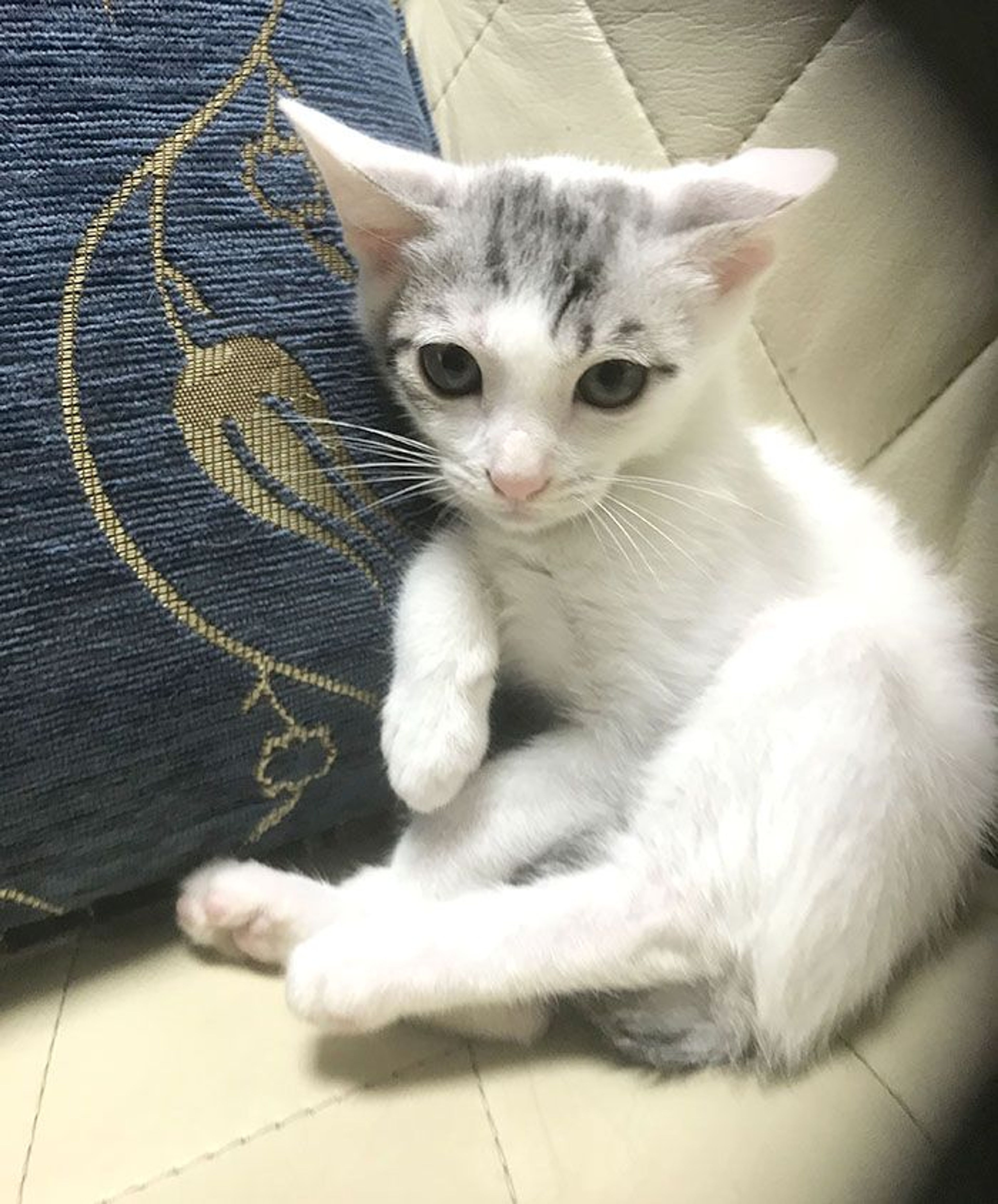 pet-image-4