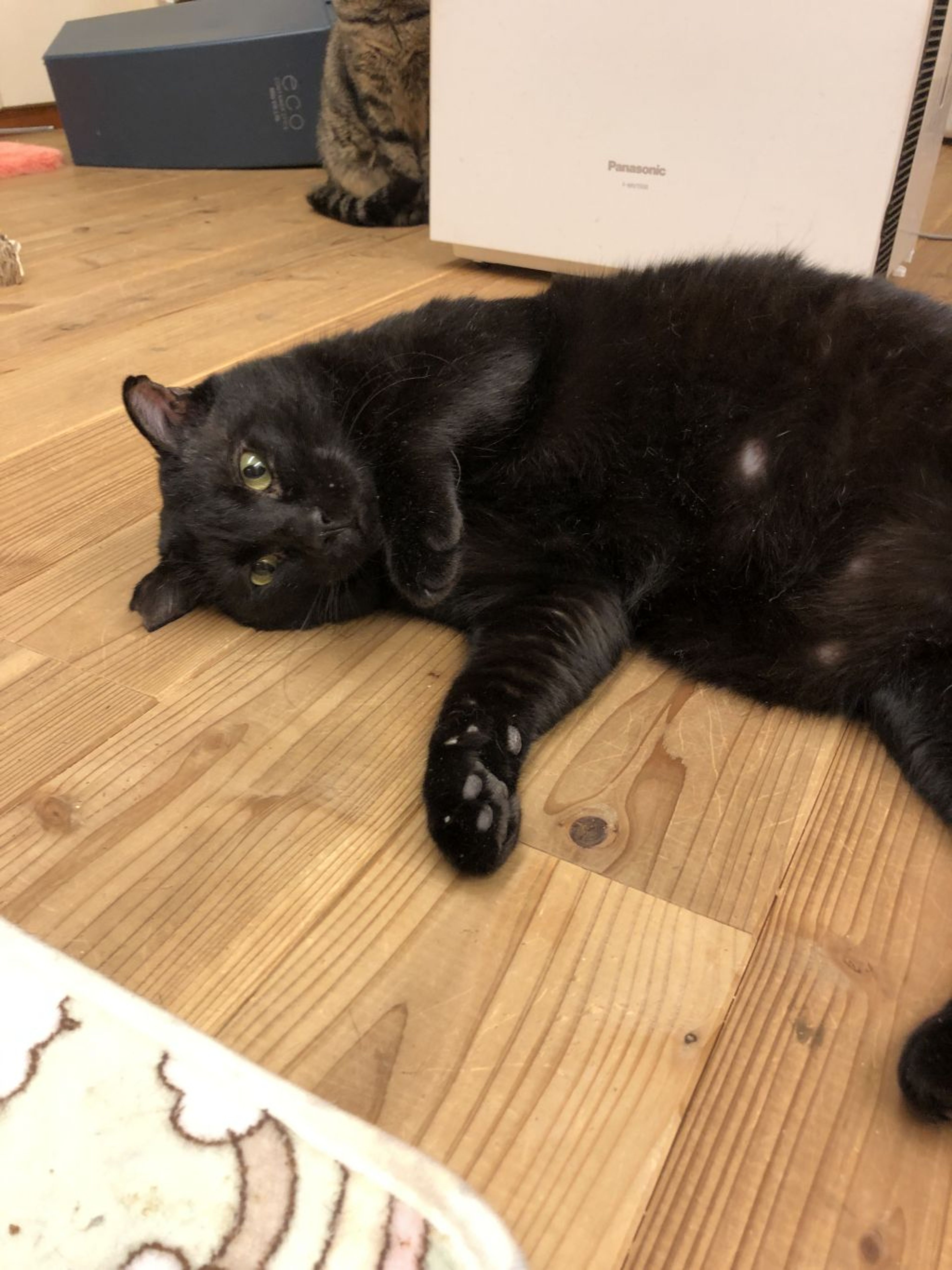 pet-image-3