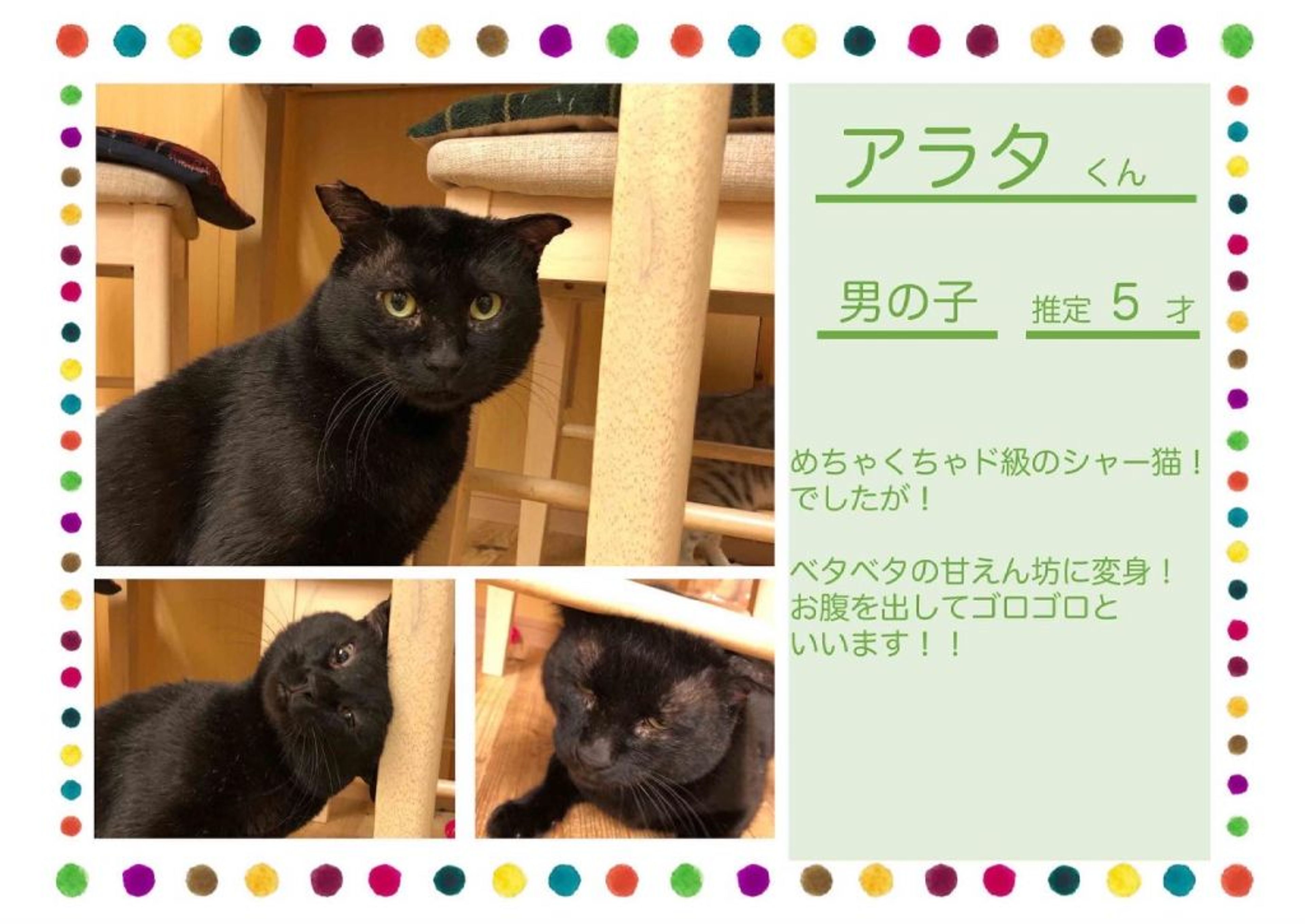 雑種（ミックス猫）・オスの里親募集の写真