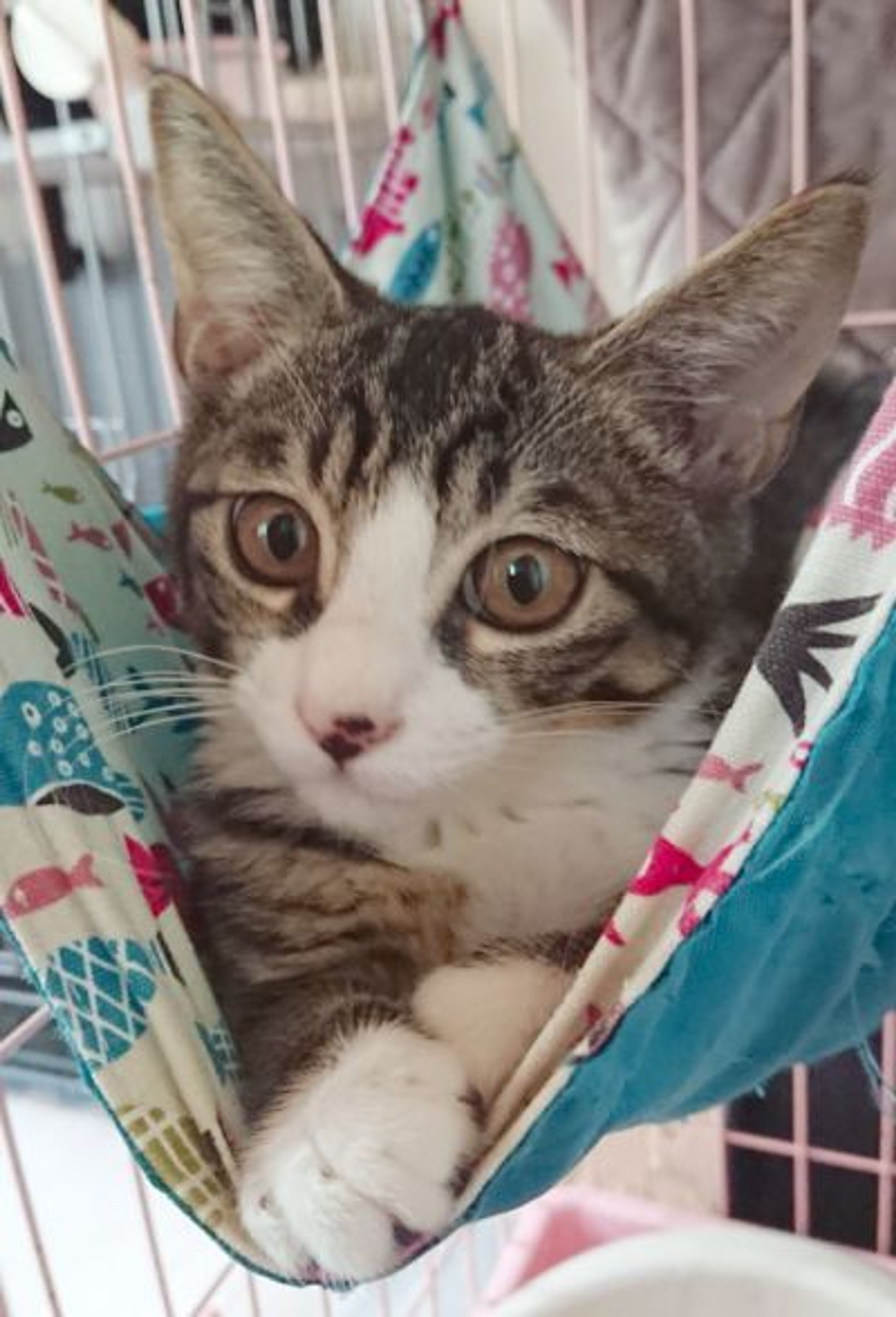 雑種（ミックス猫）・オスの里親募集の写真