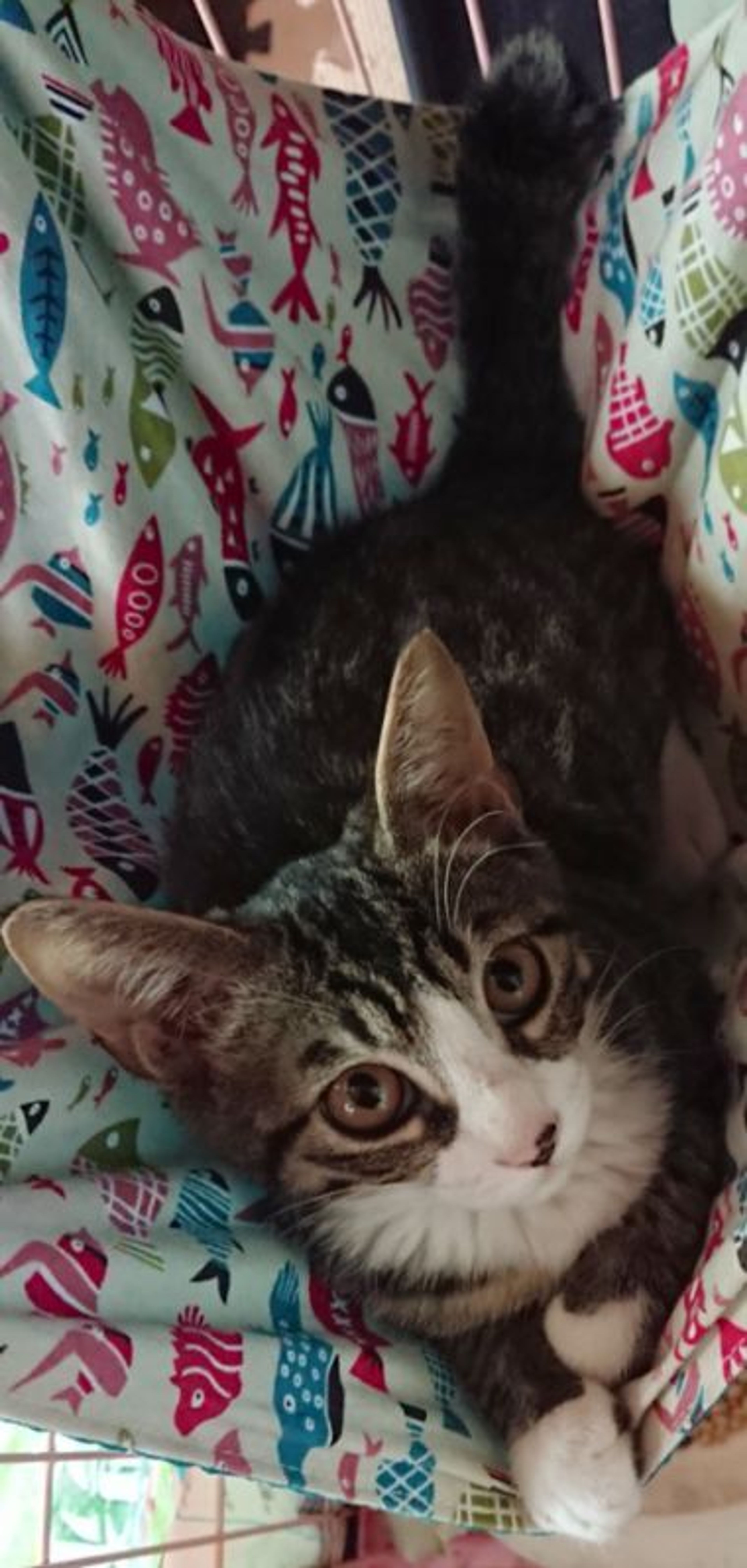 pet-image-2