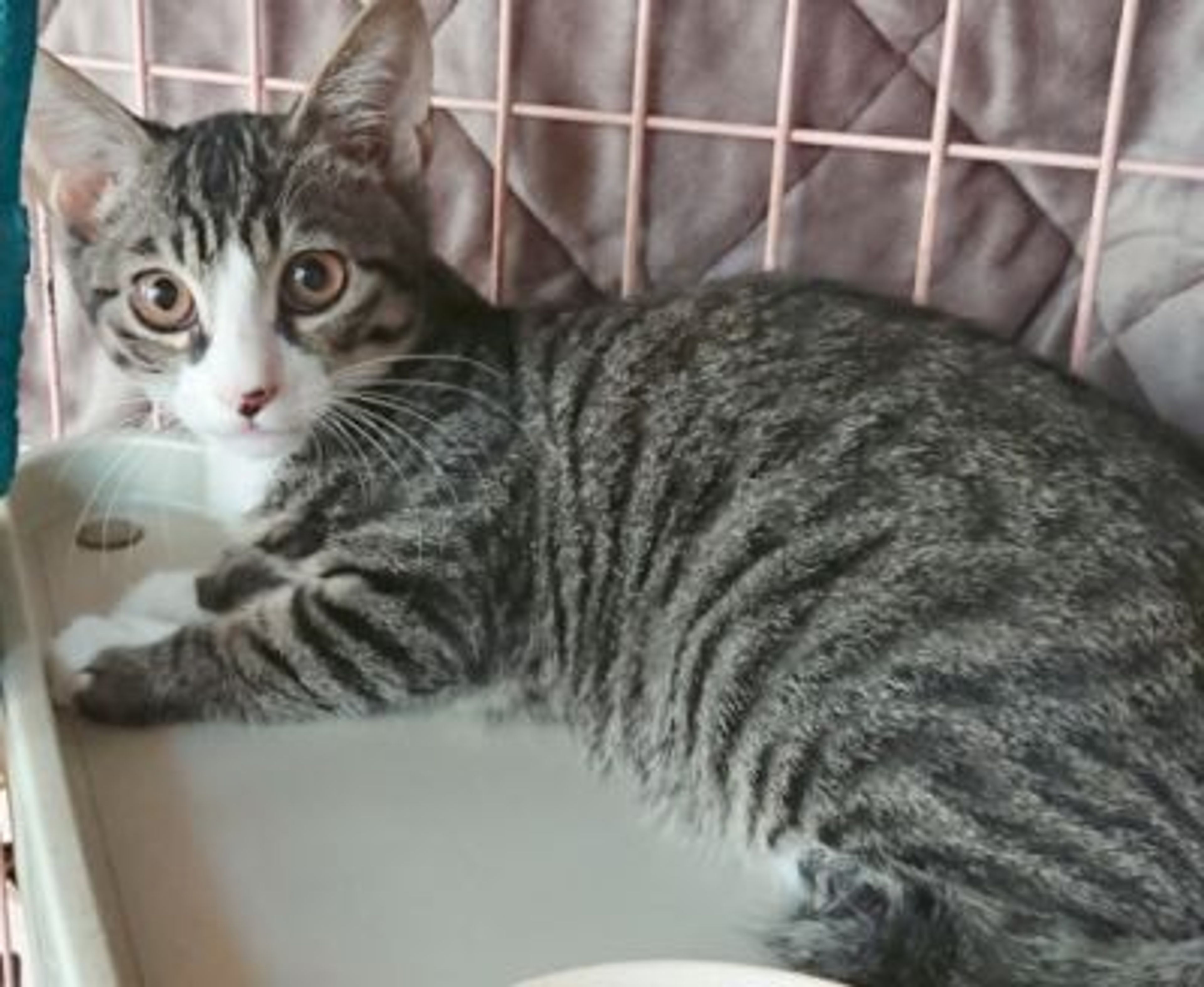 pet-image-3
