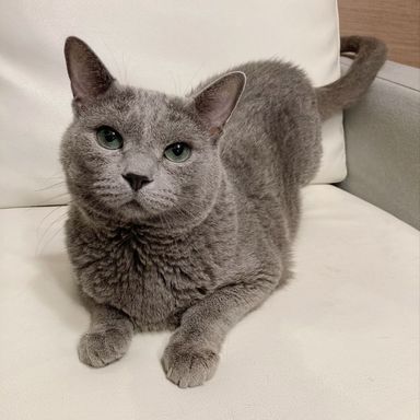 ビッグボーイの写真