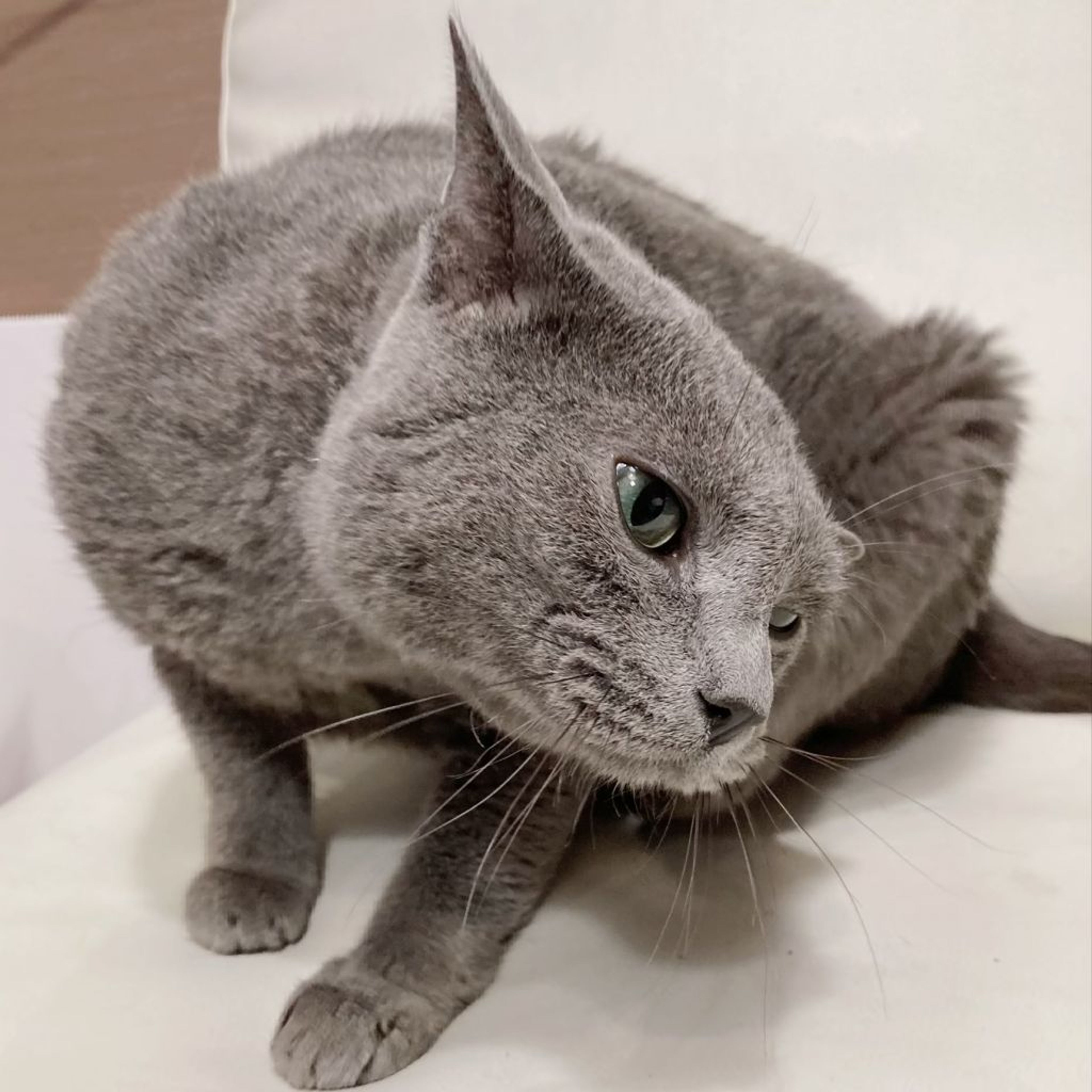 pet-image-4