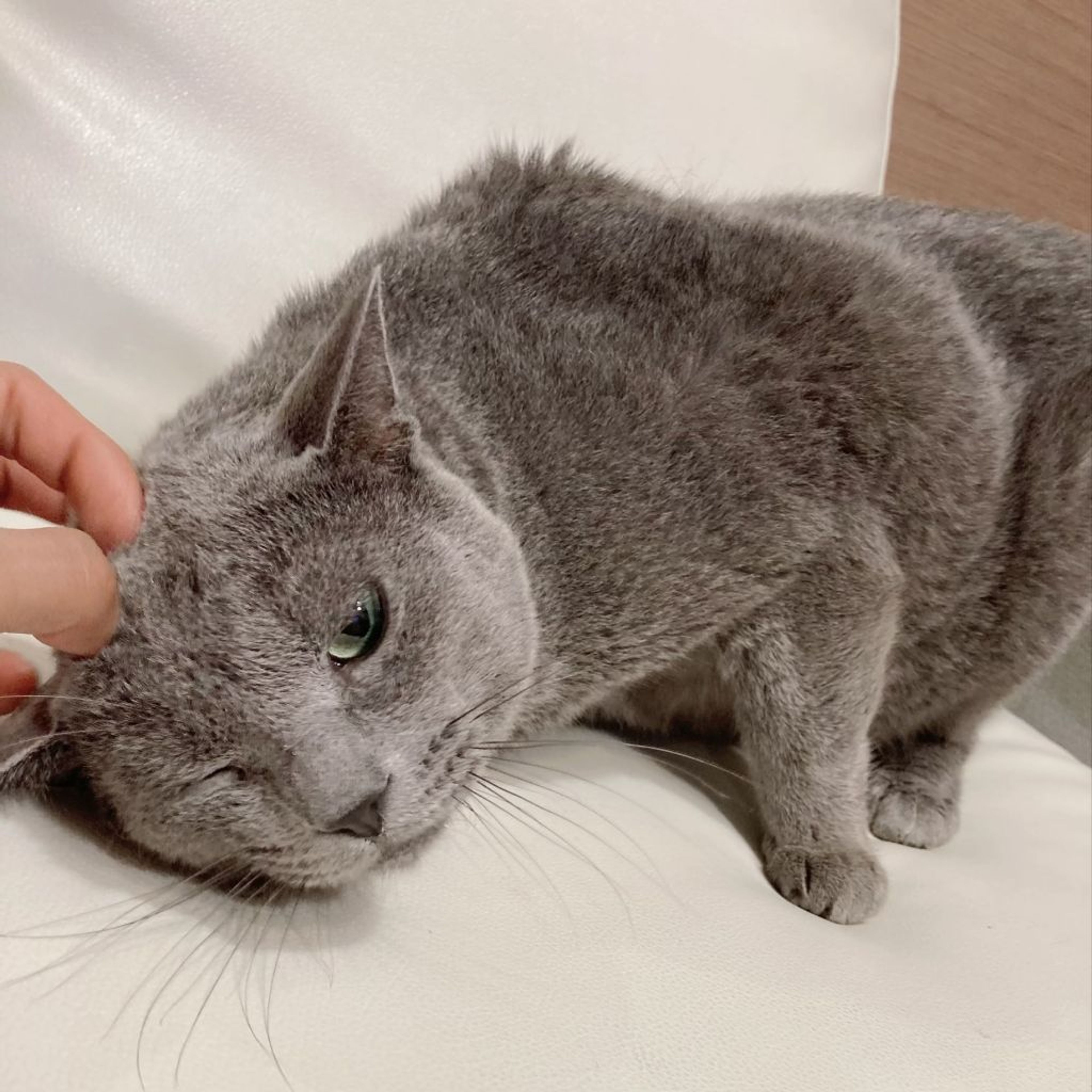 pet-image-5