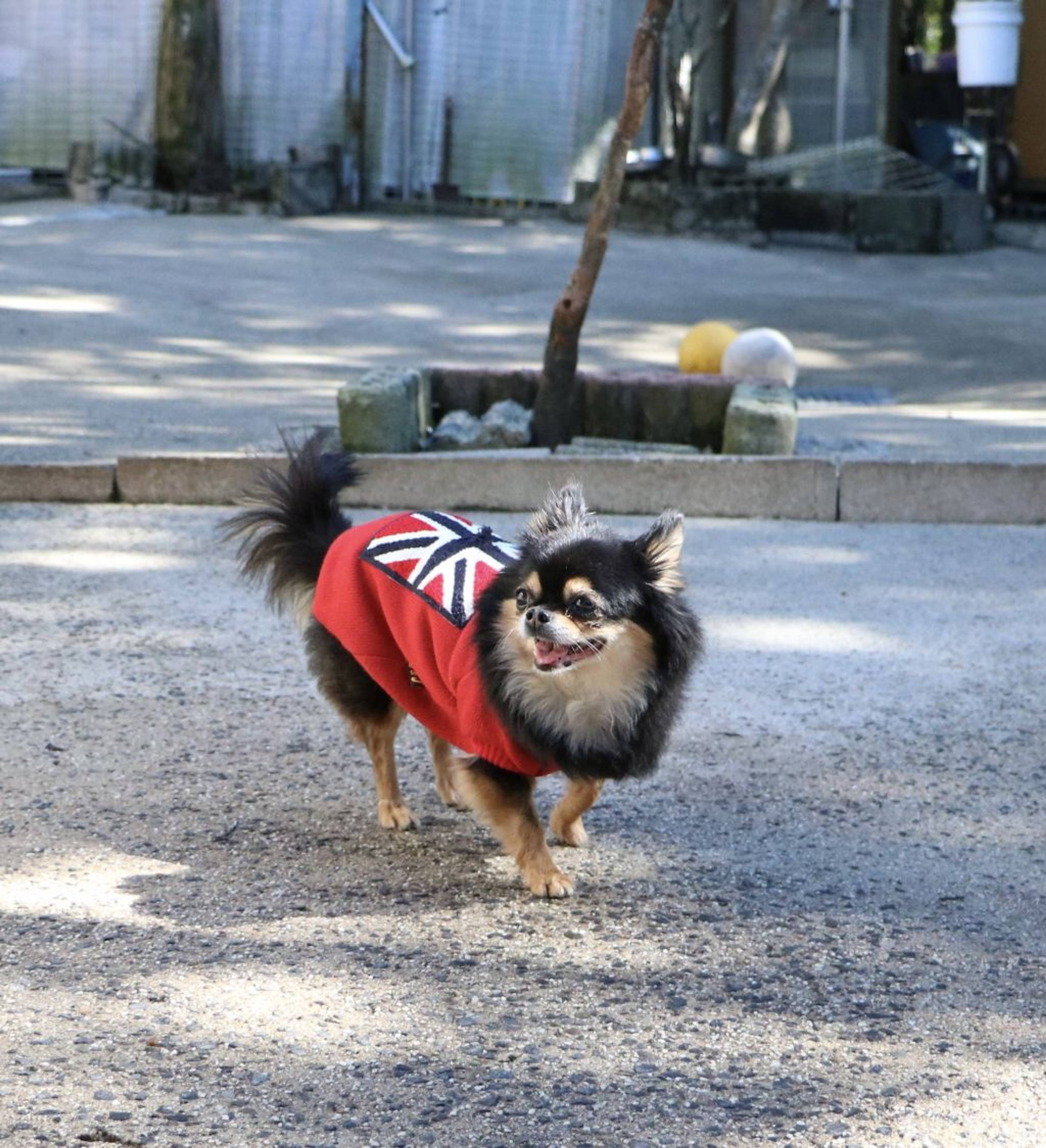 チワワ・メスの里親募集の写真