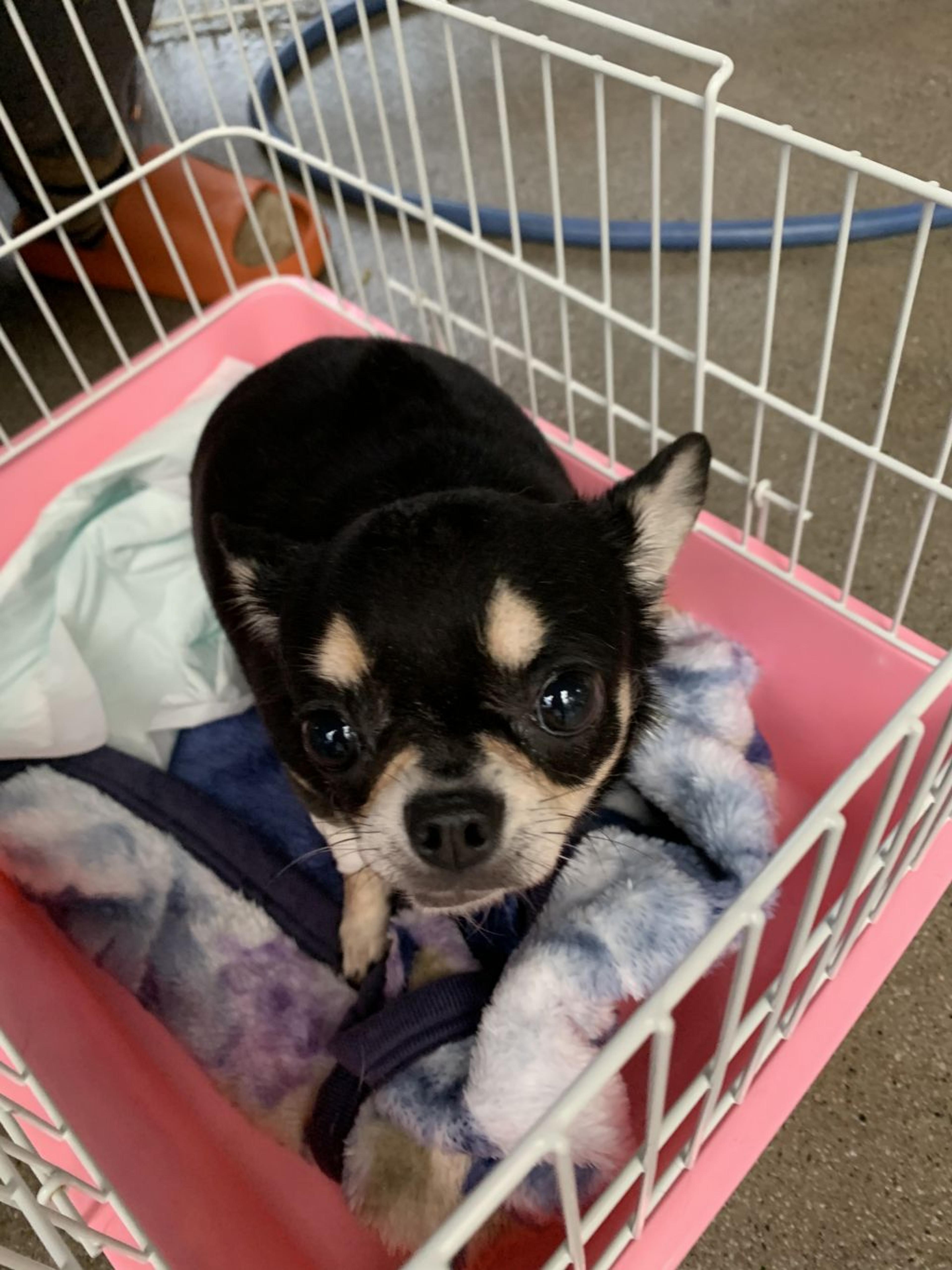 pet-image-2