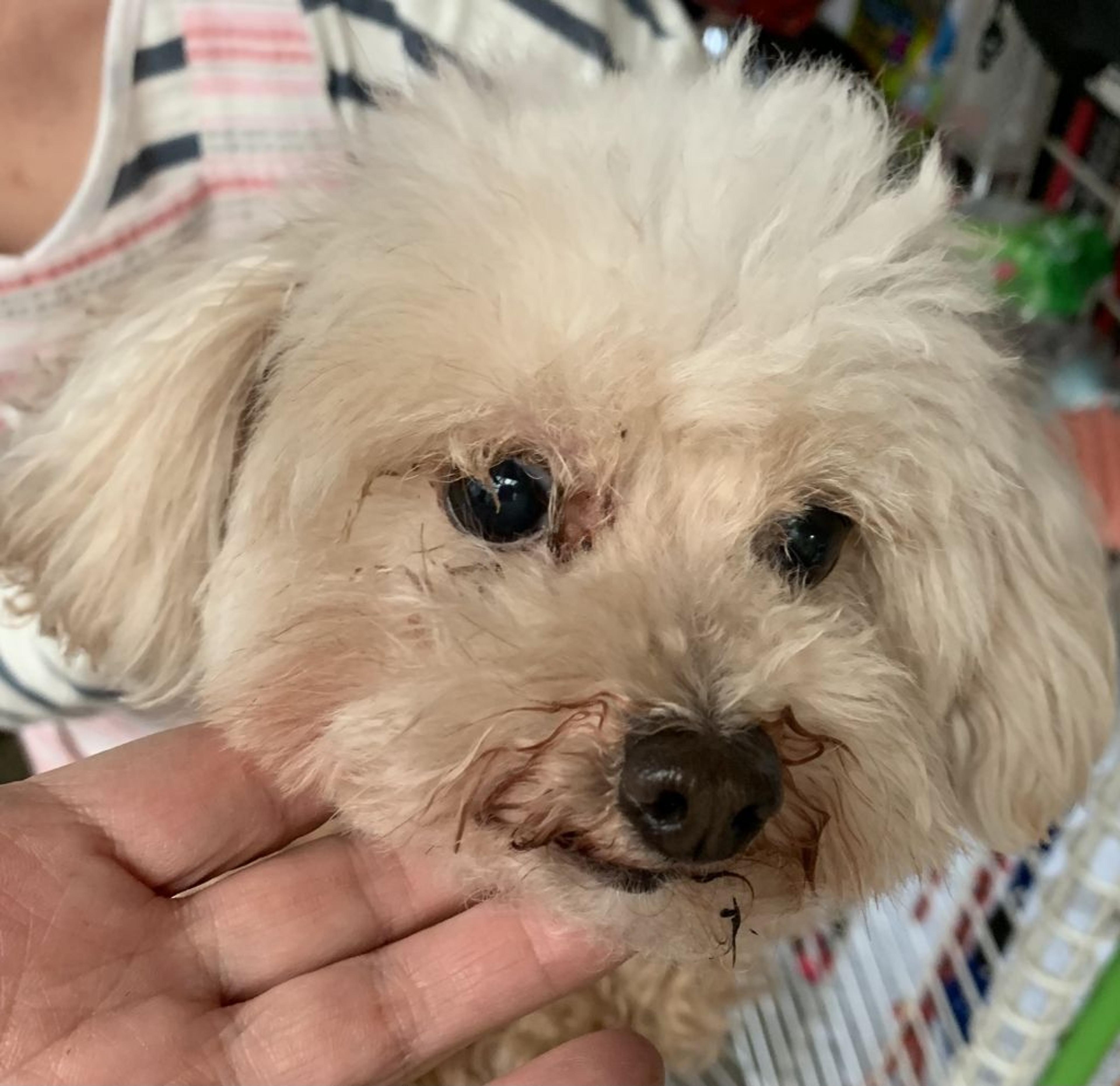 pet-image-2