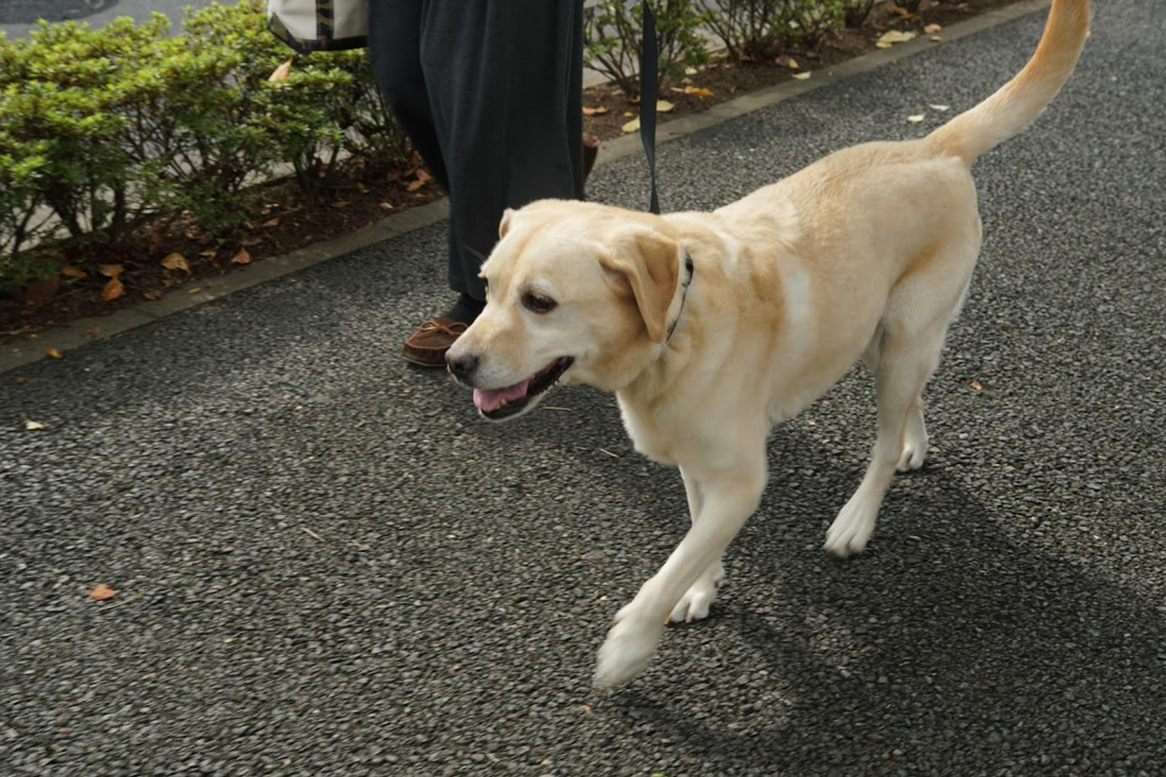pet-image-3