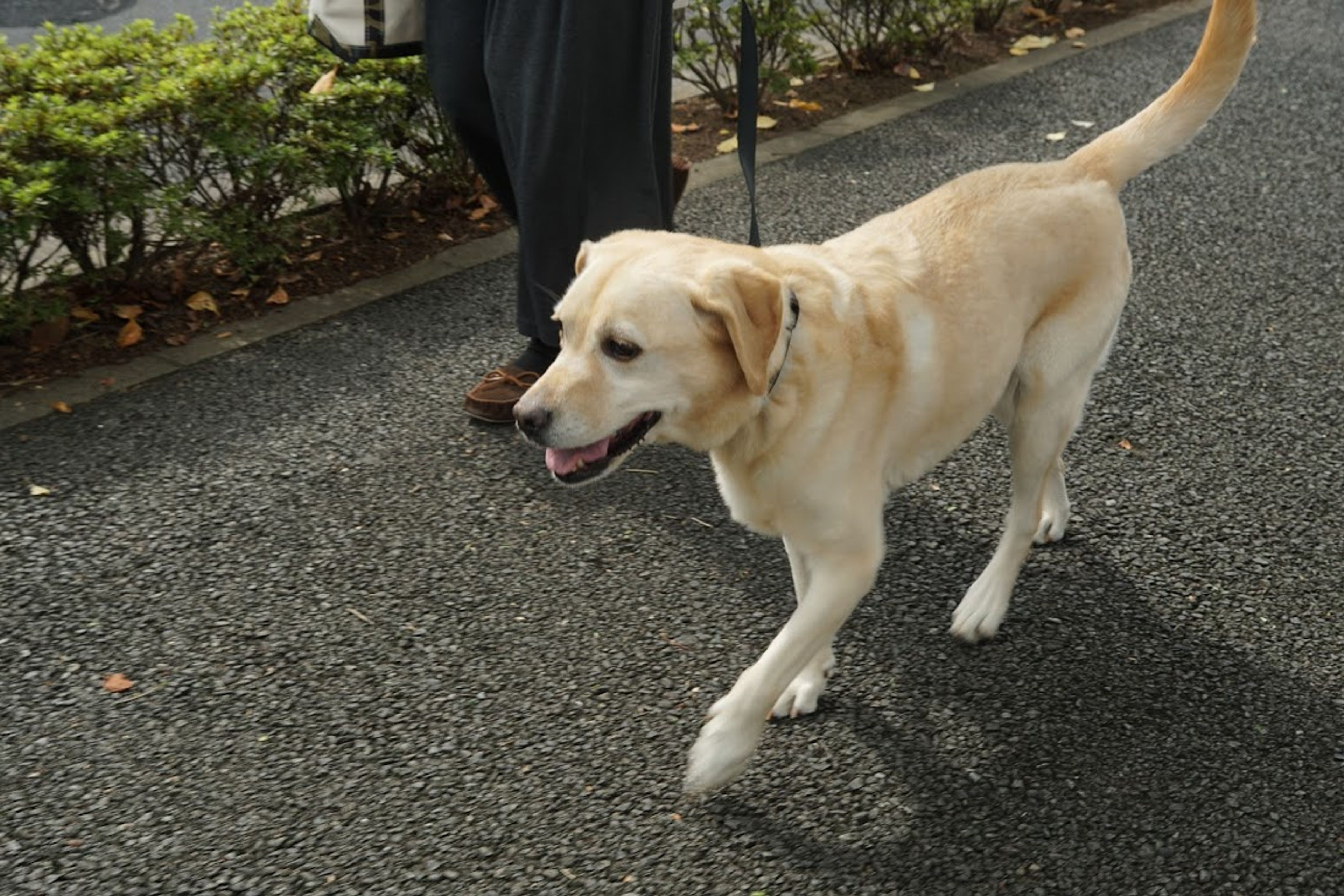 pet-image-3