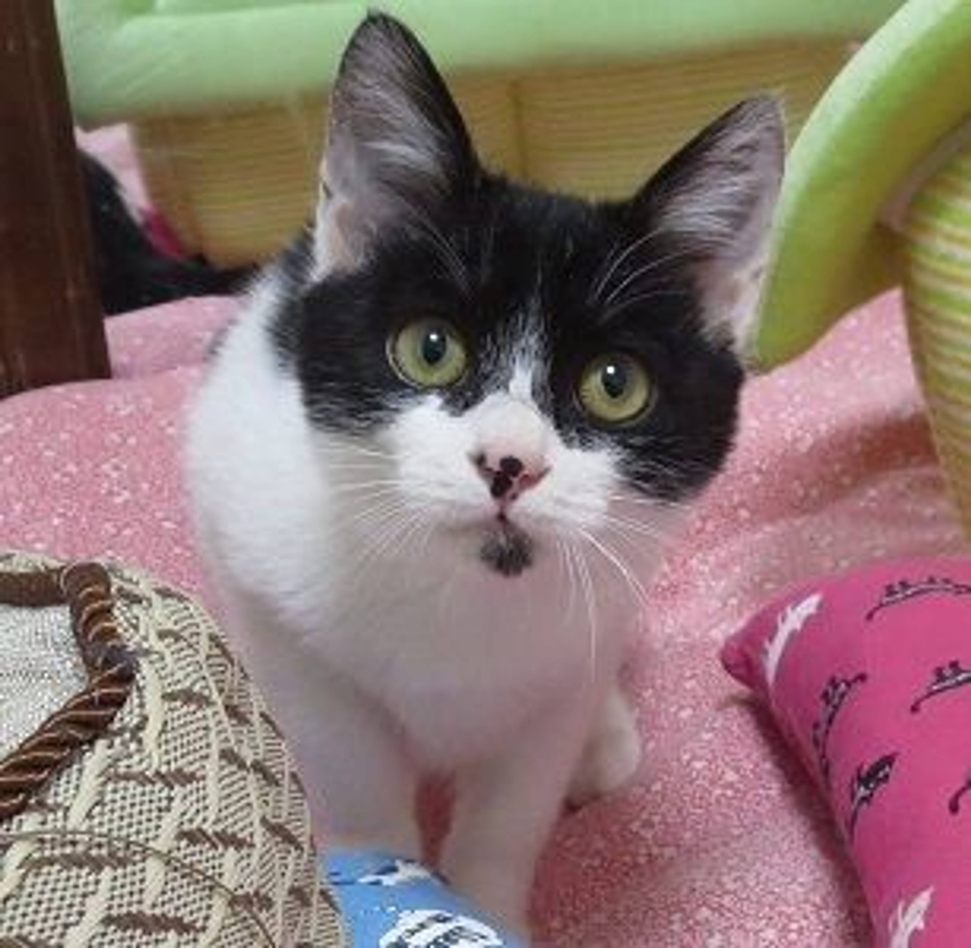 雑種（ミックス猫）・オスの里親募集の写真