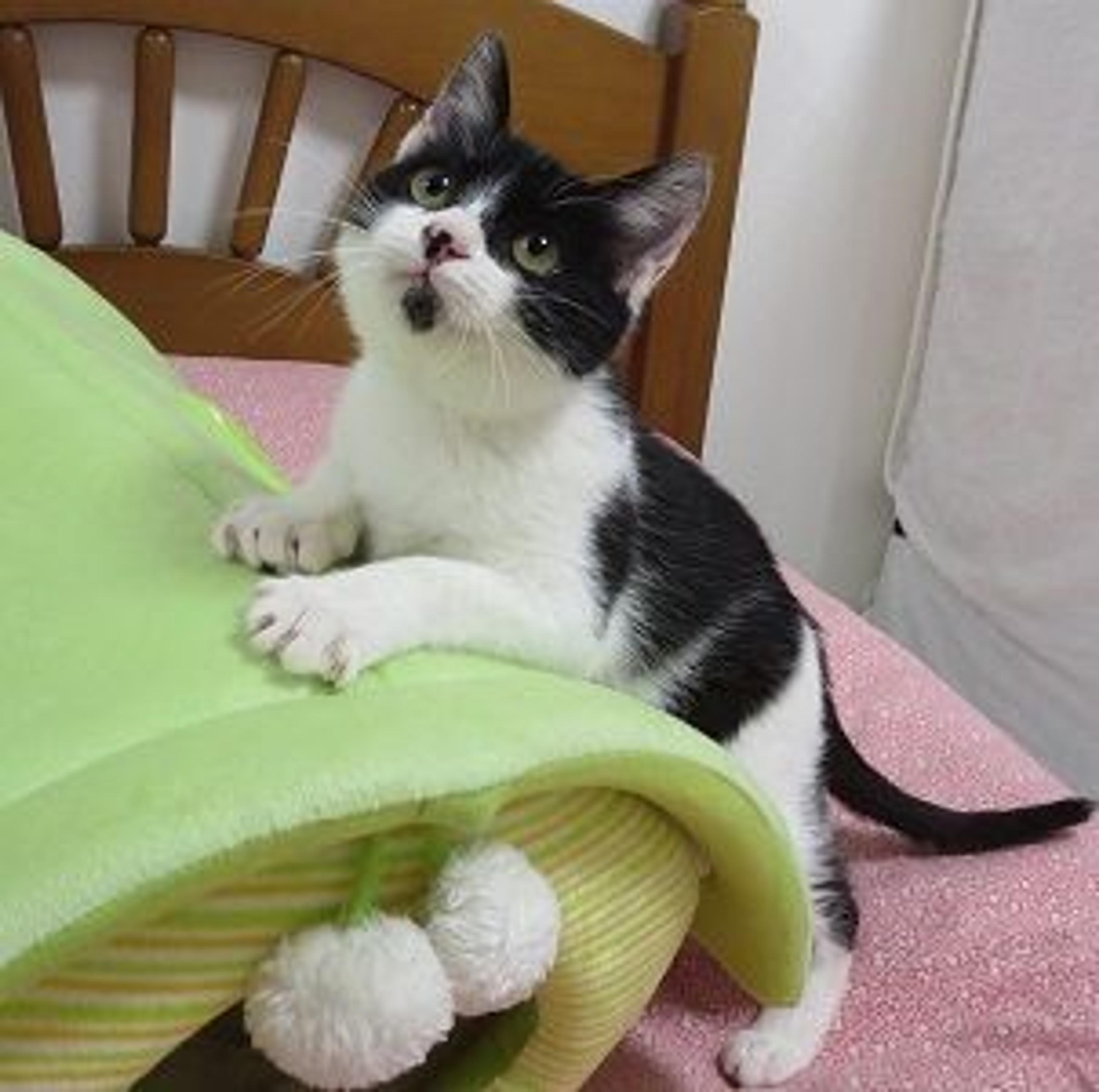 pet-image-2
