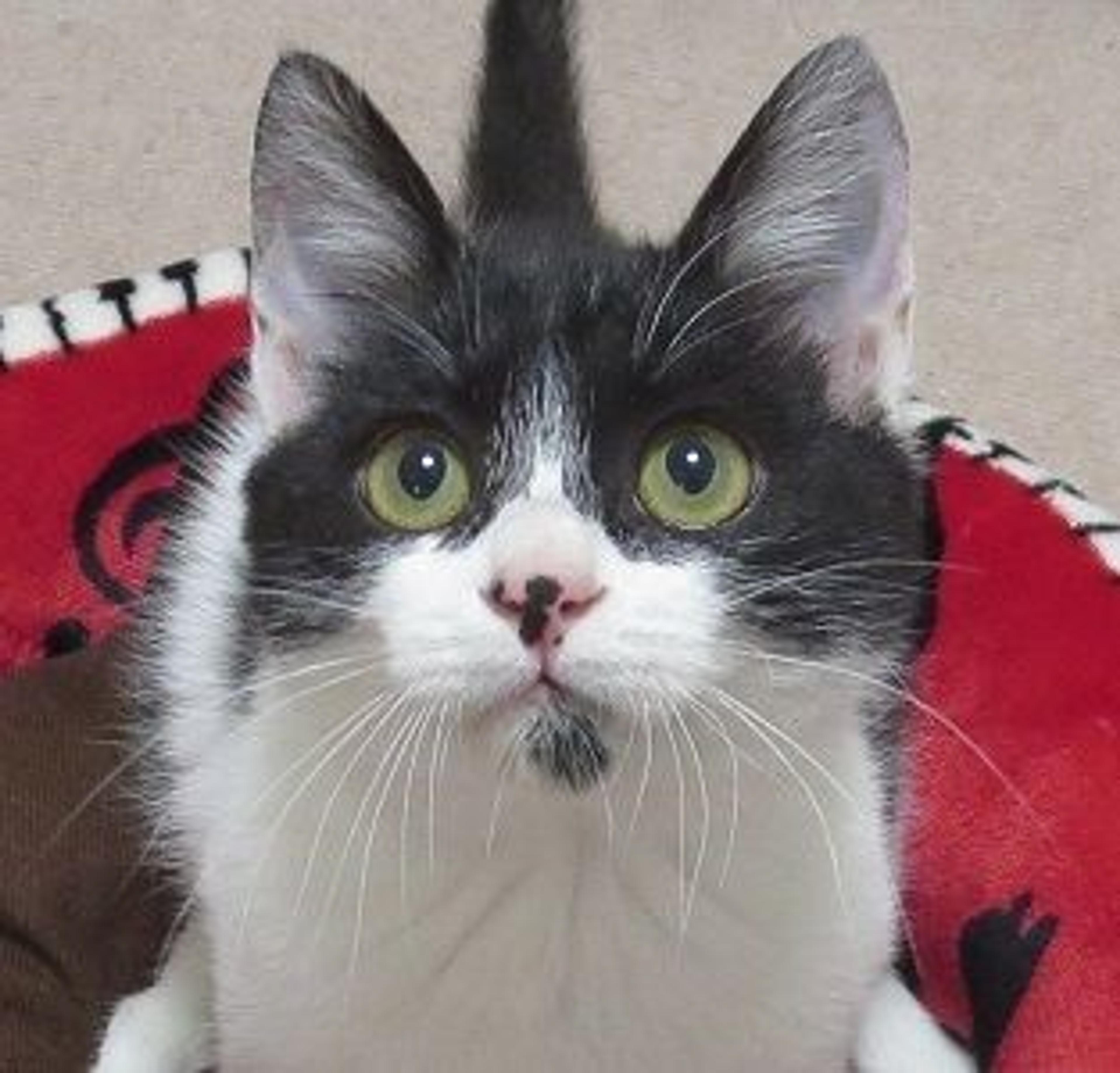 pet-image-3