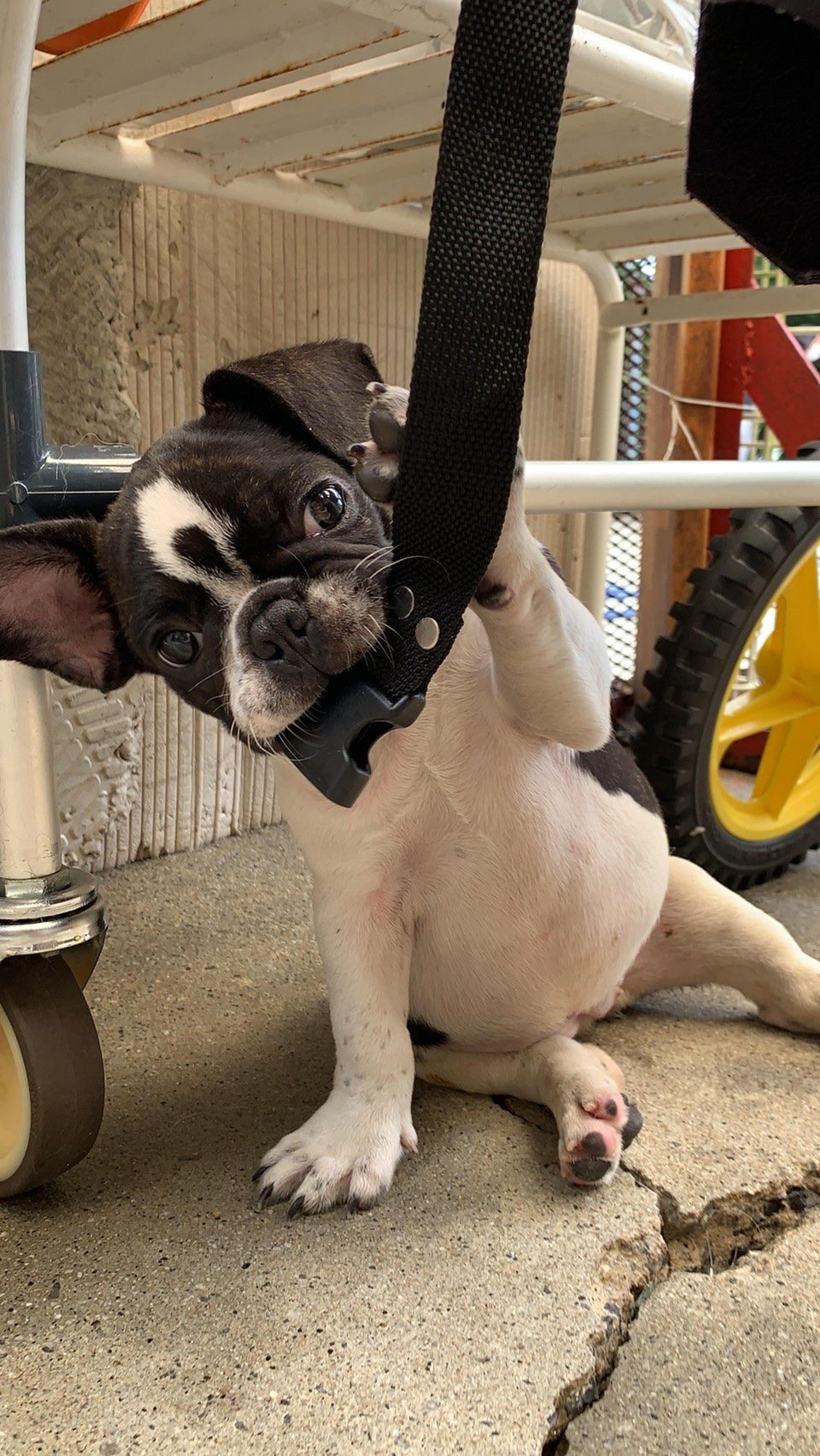 pet-image-2