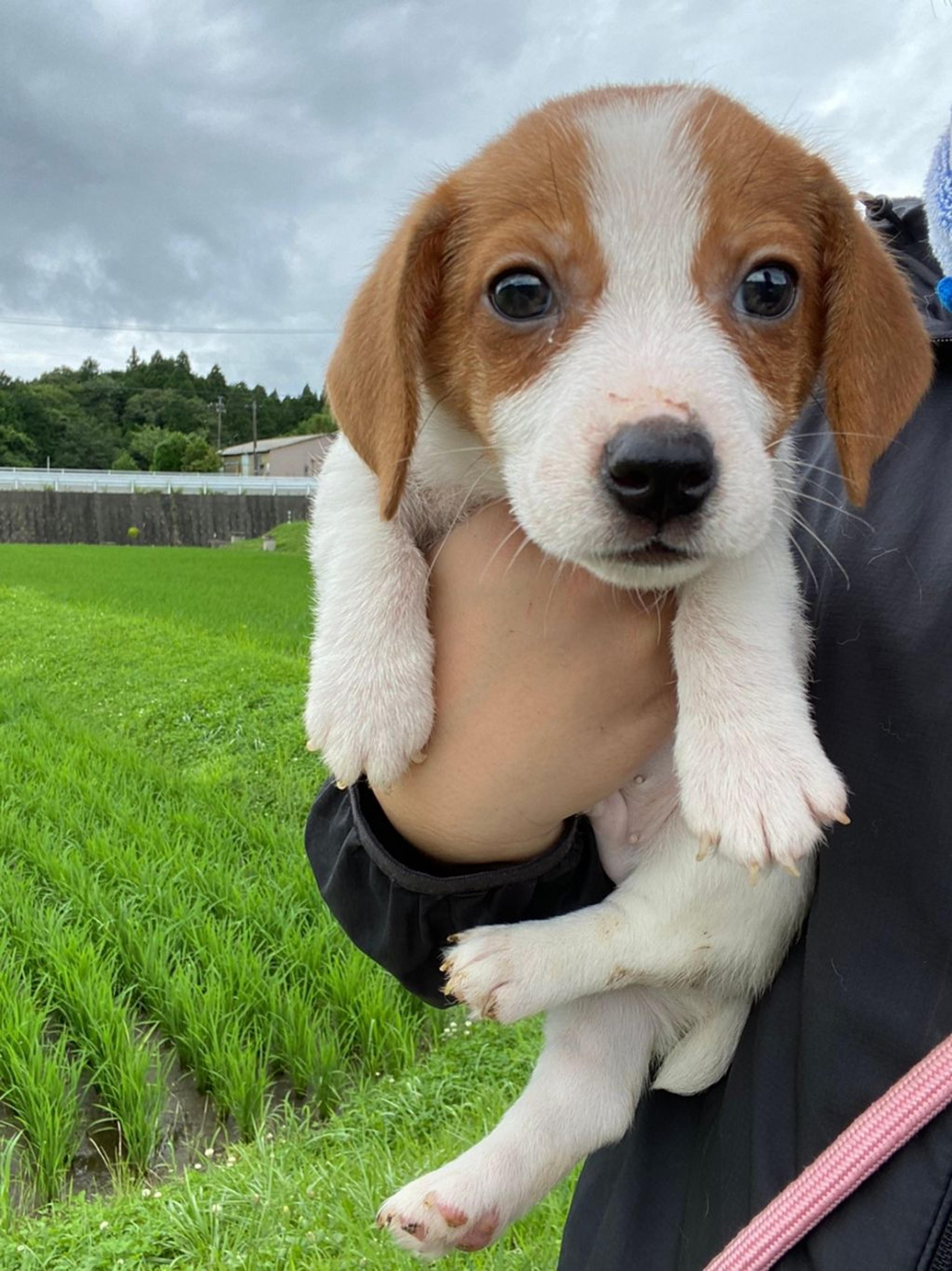 pet-image-2