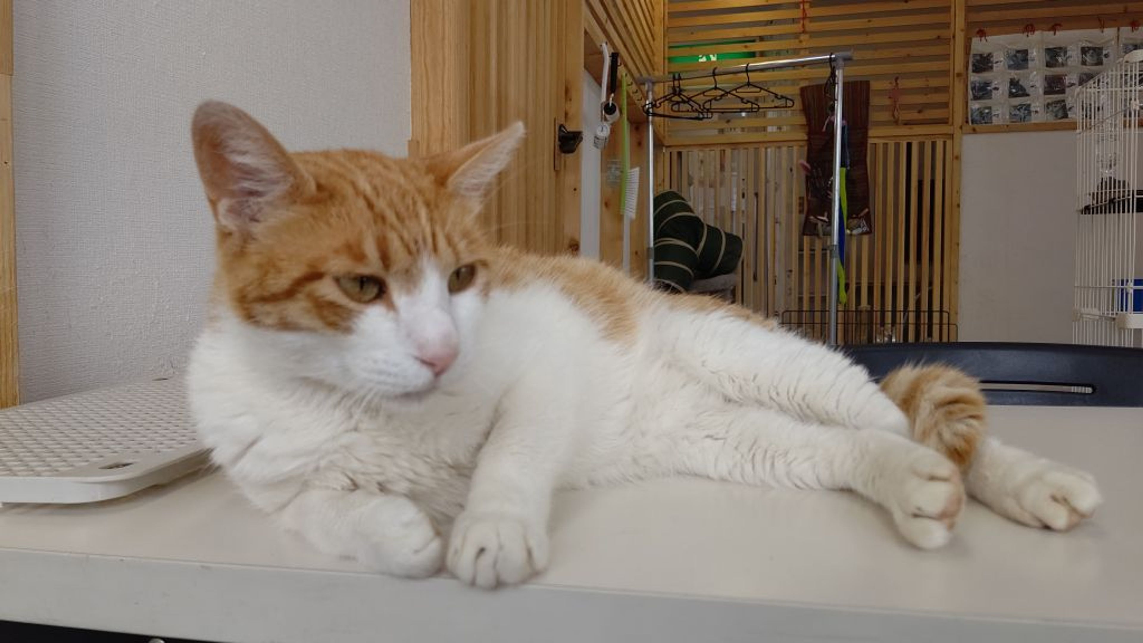 pet-image-4