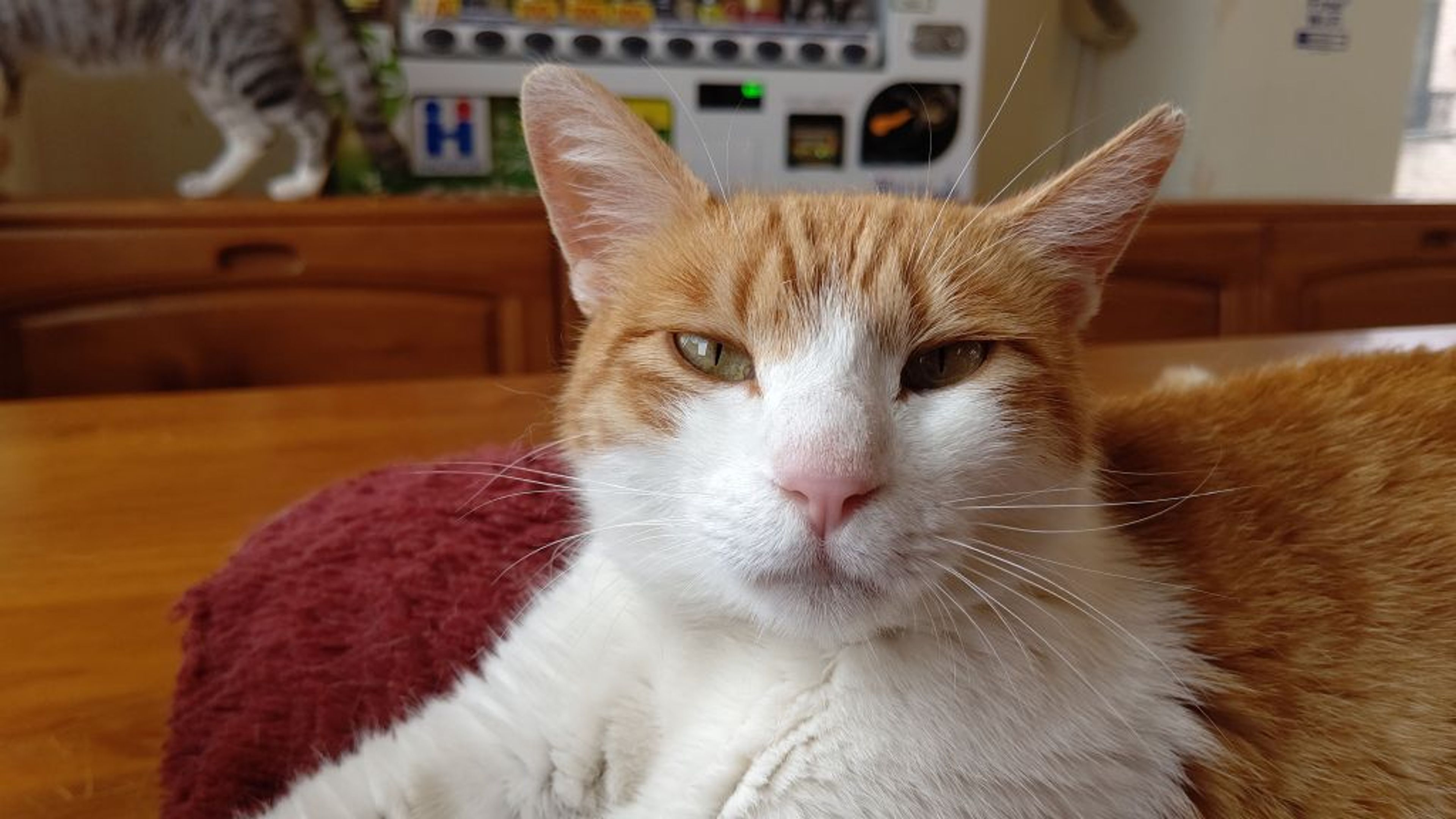 pet-image-6