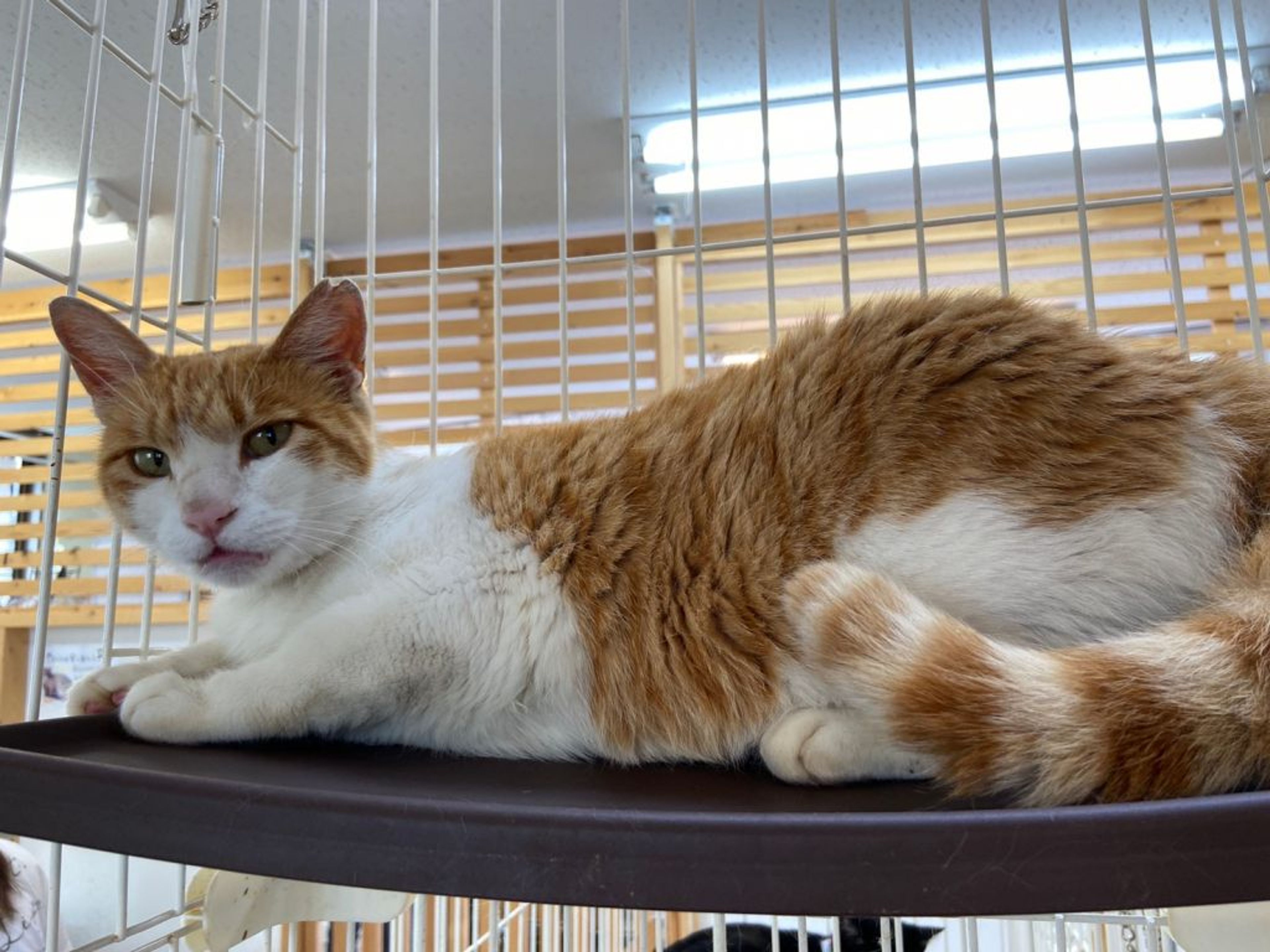 pet-image-2