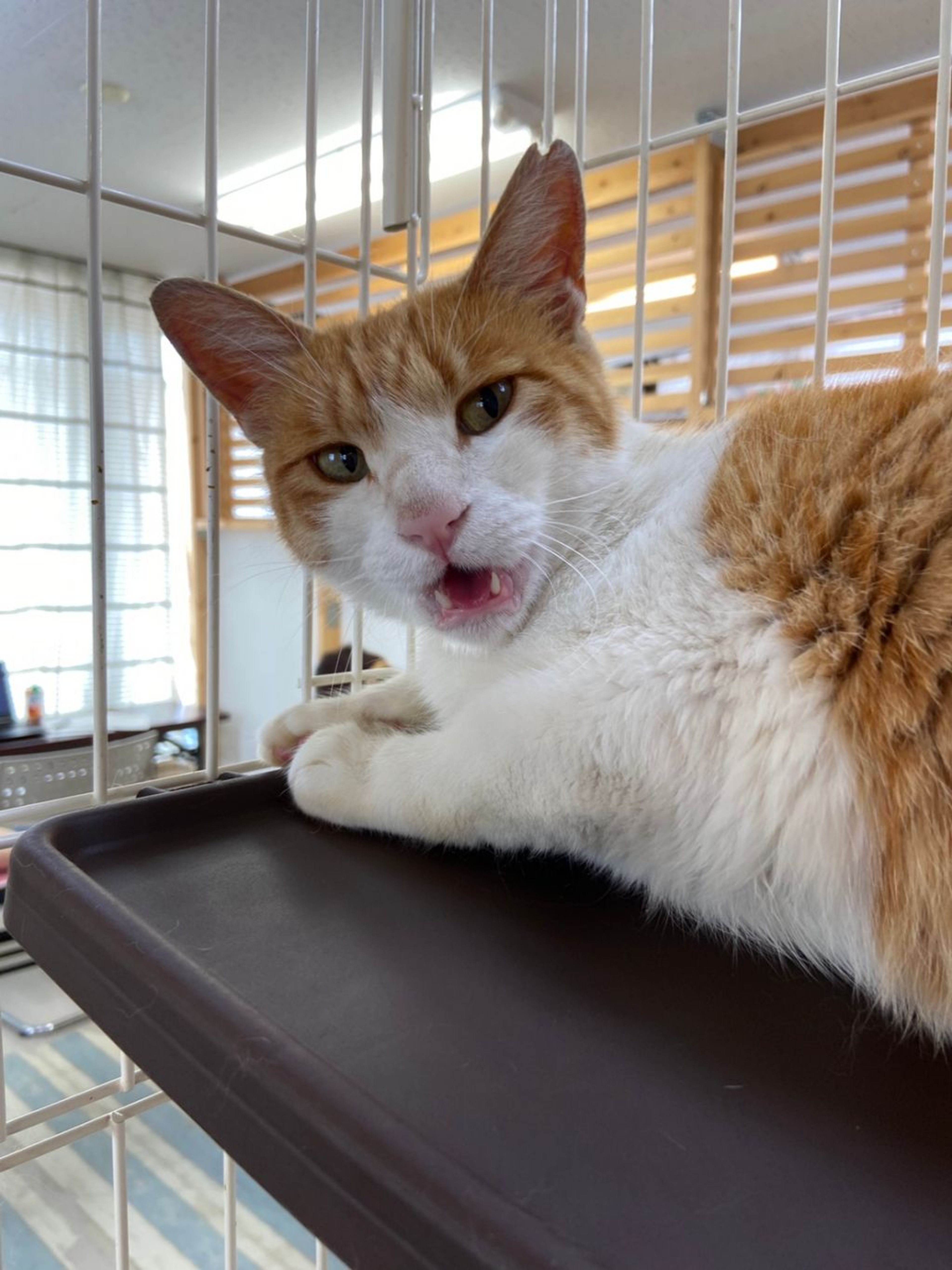 pet-image-5
