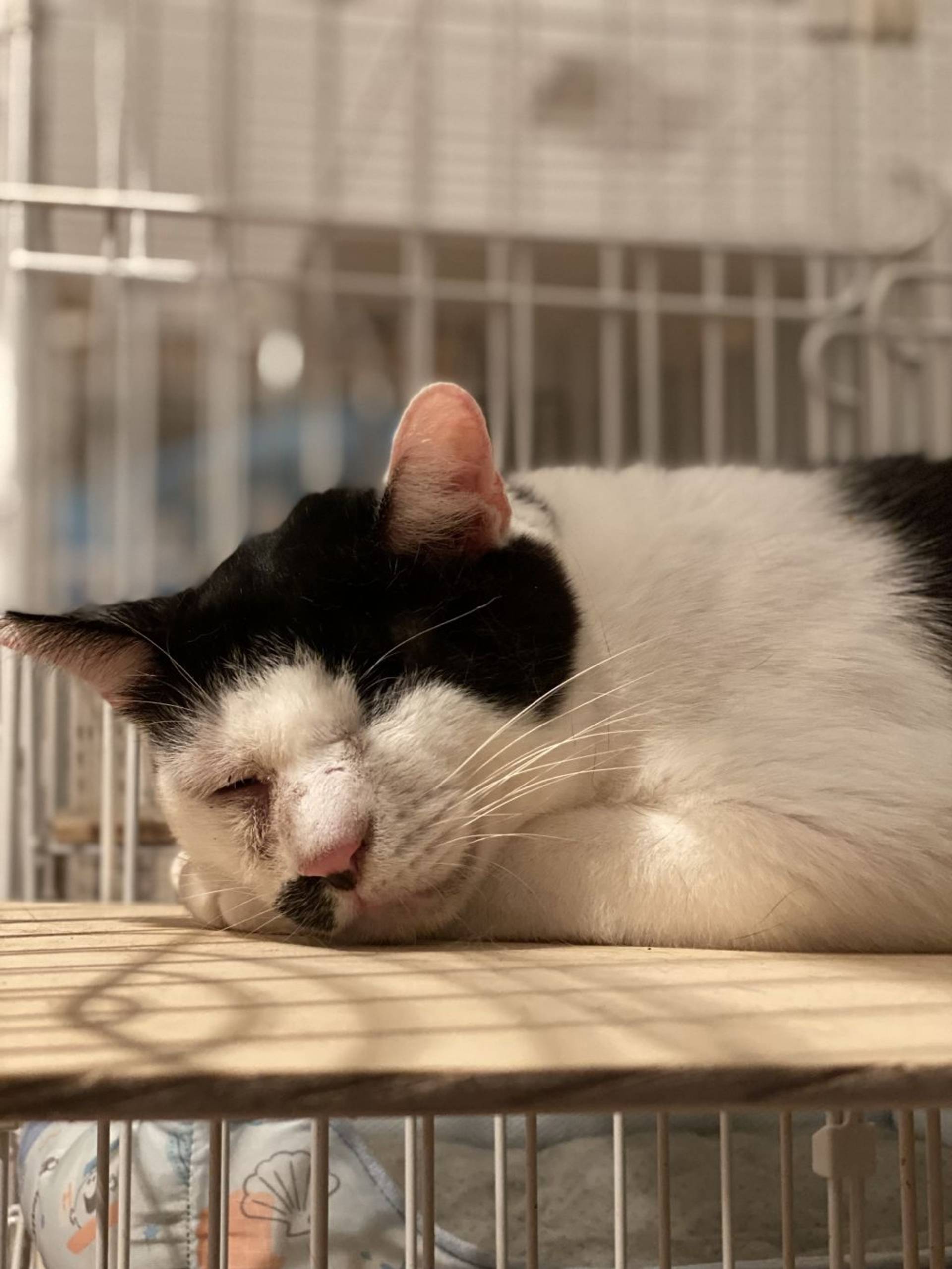 雑種（ミックス猫）・オスの里親募集の写真