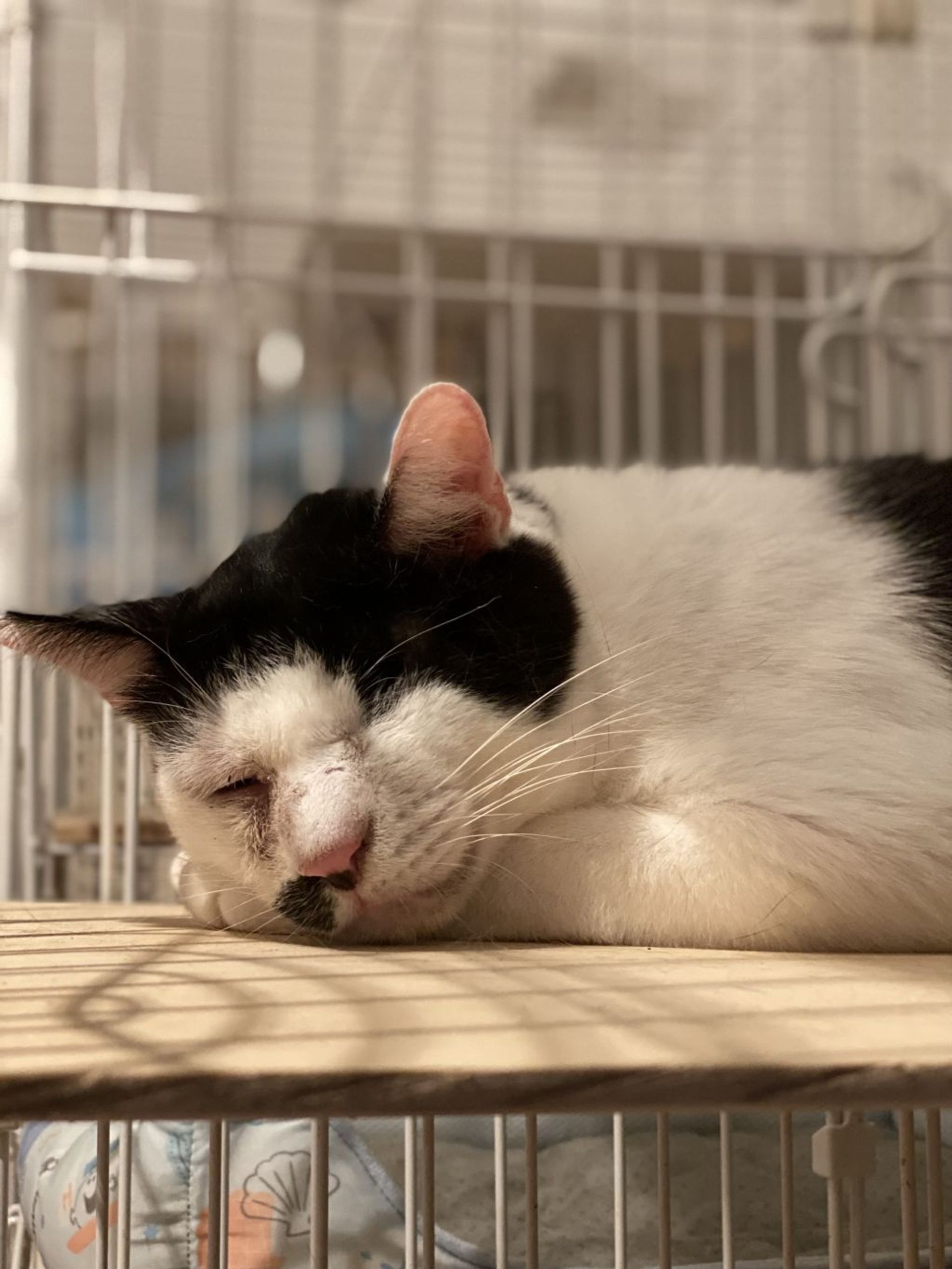 雑種（ミックス猫）・オスの里親募集の写真