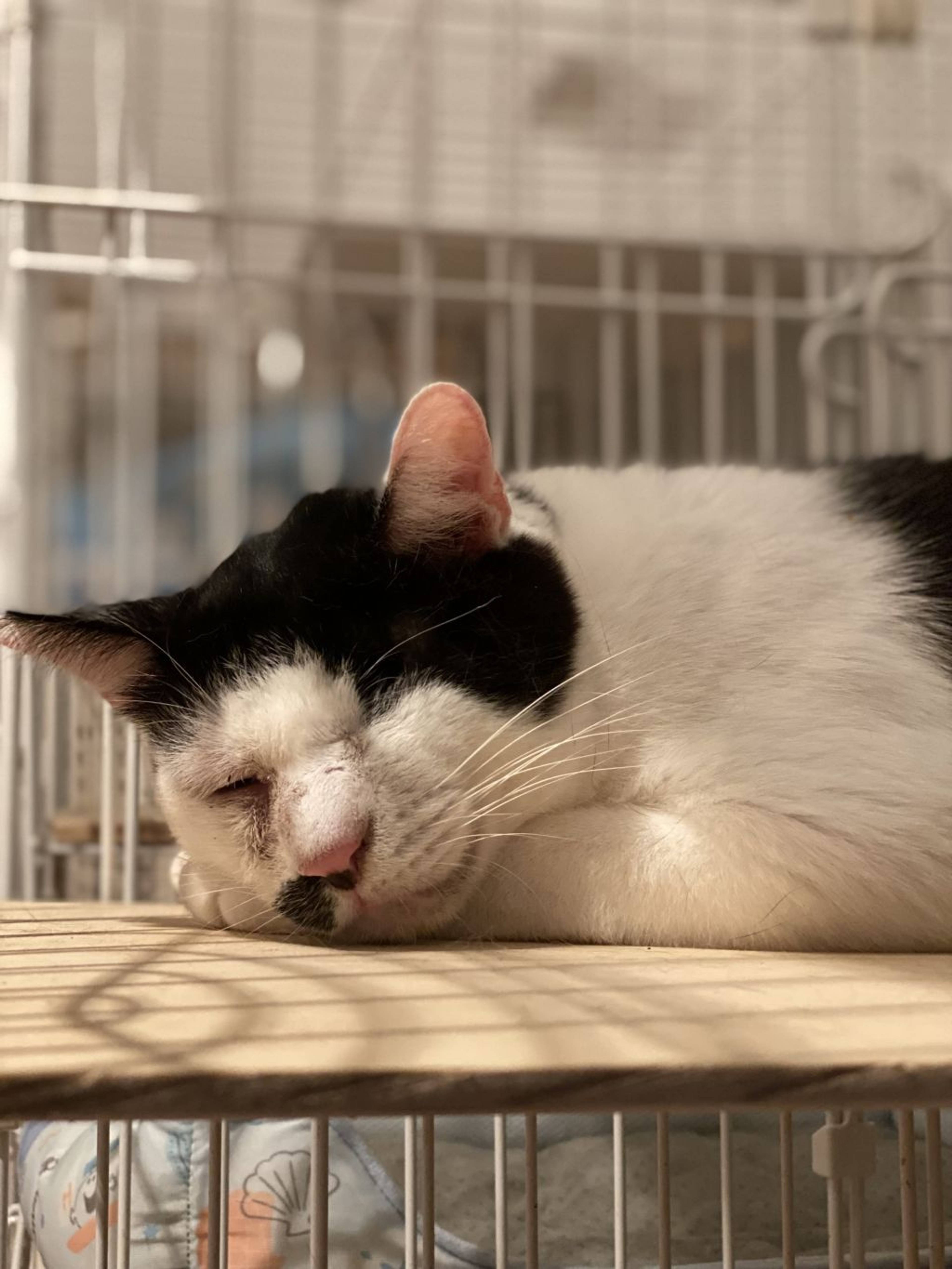 雑種（ミックス猫）・オスの里親募集の写真