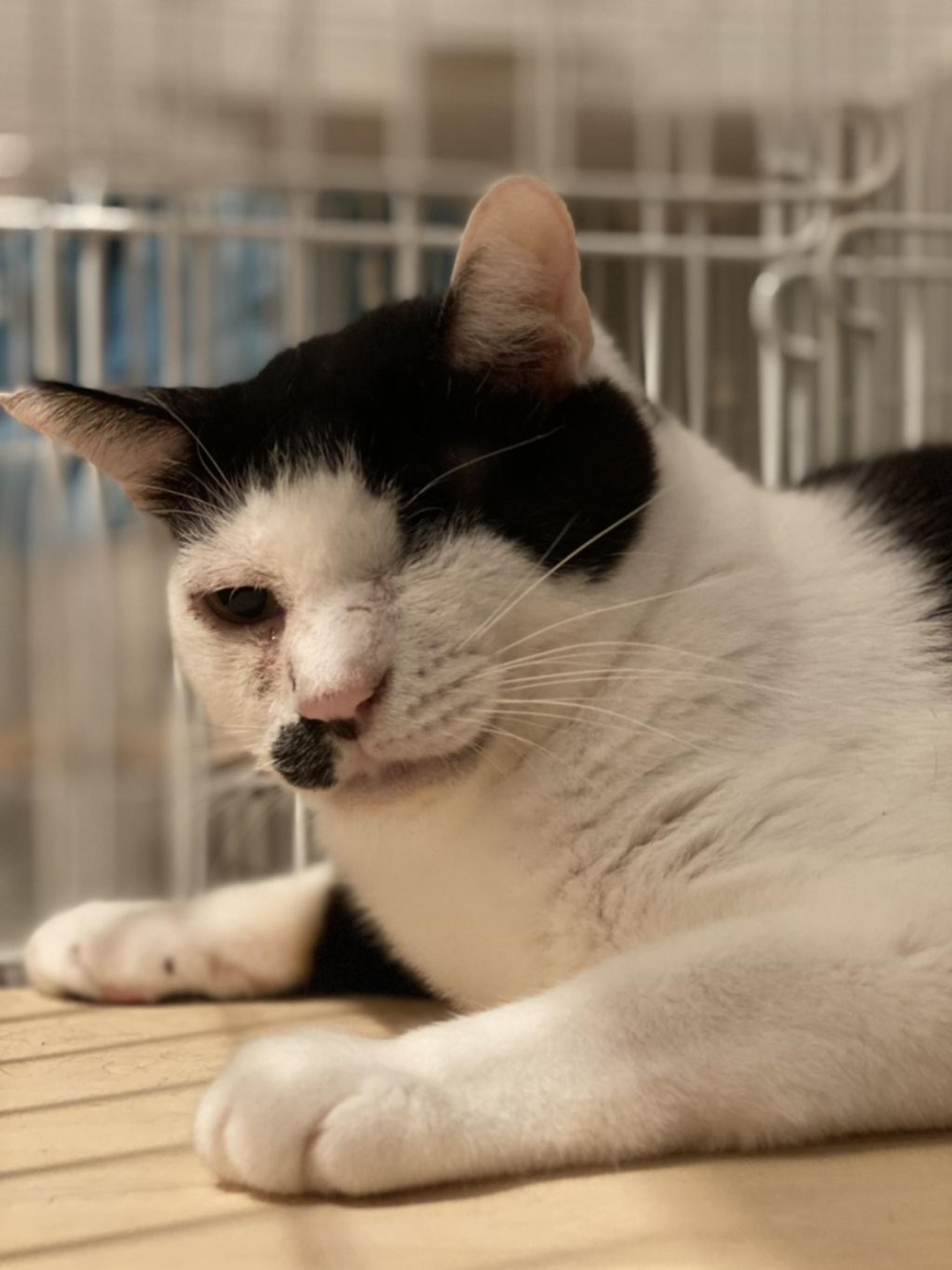 pet-image-2