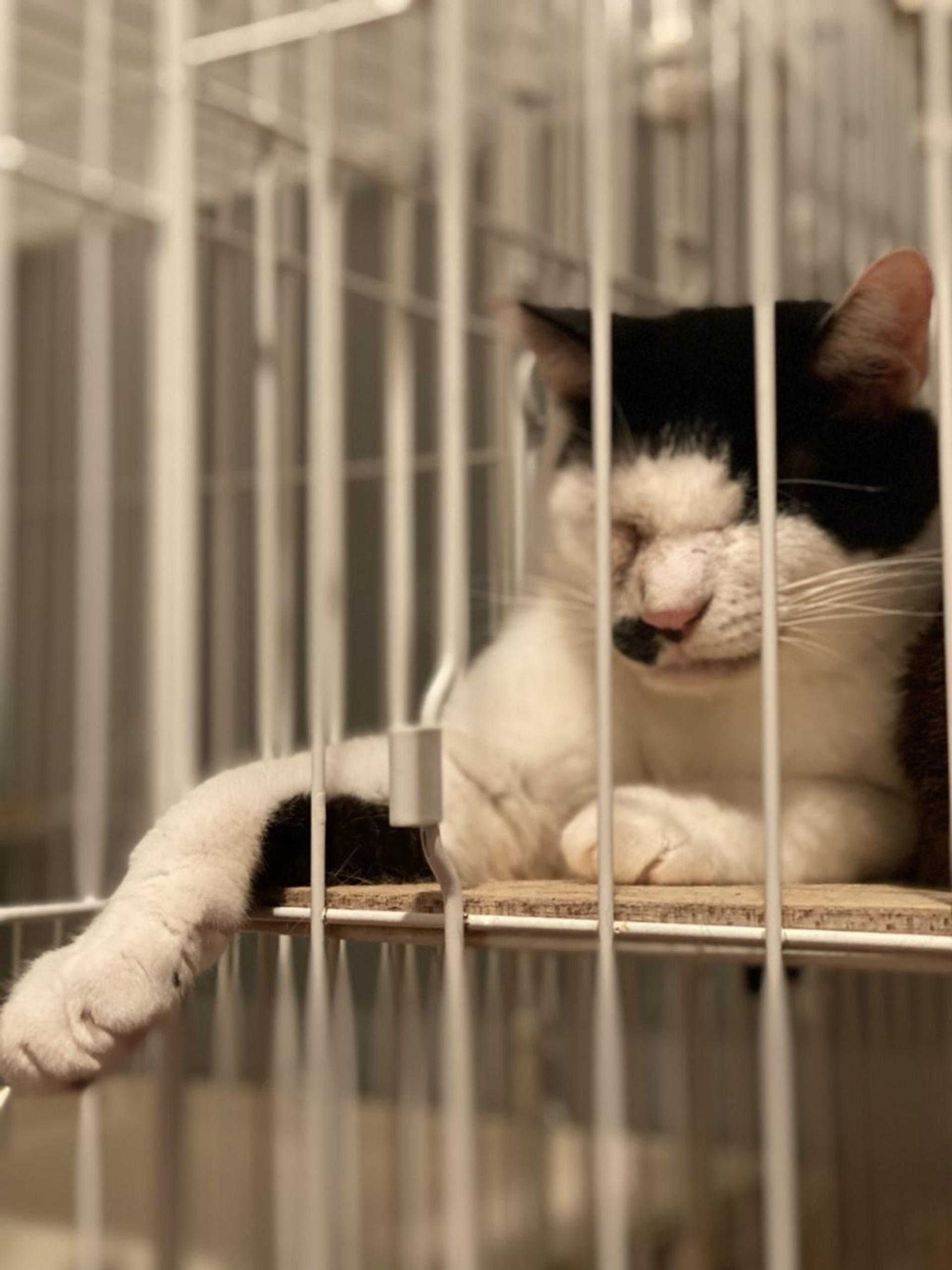 pet-image-5