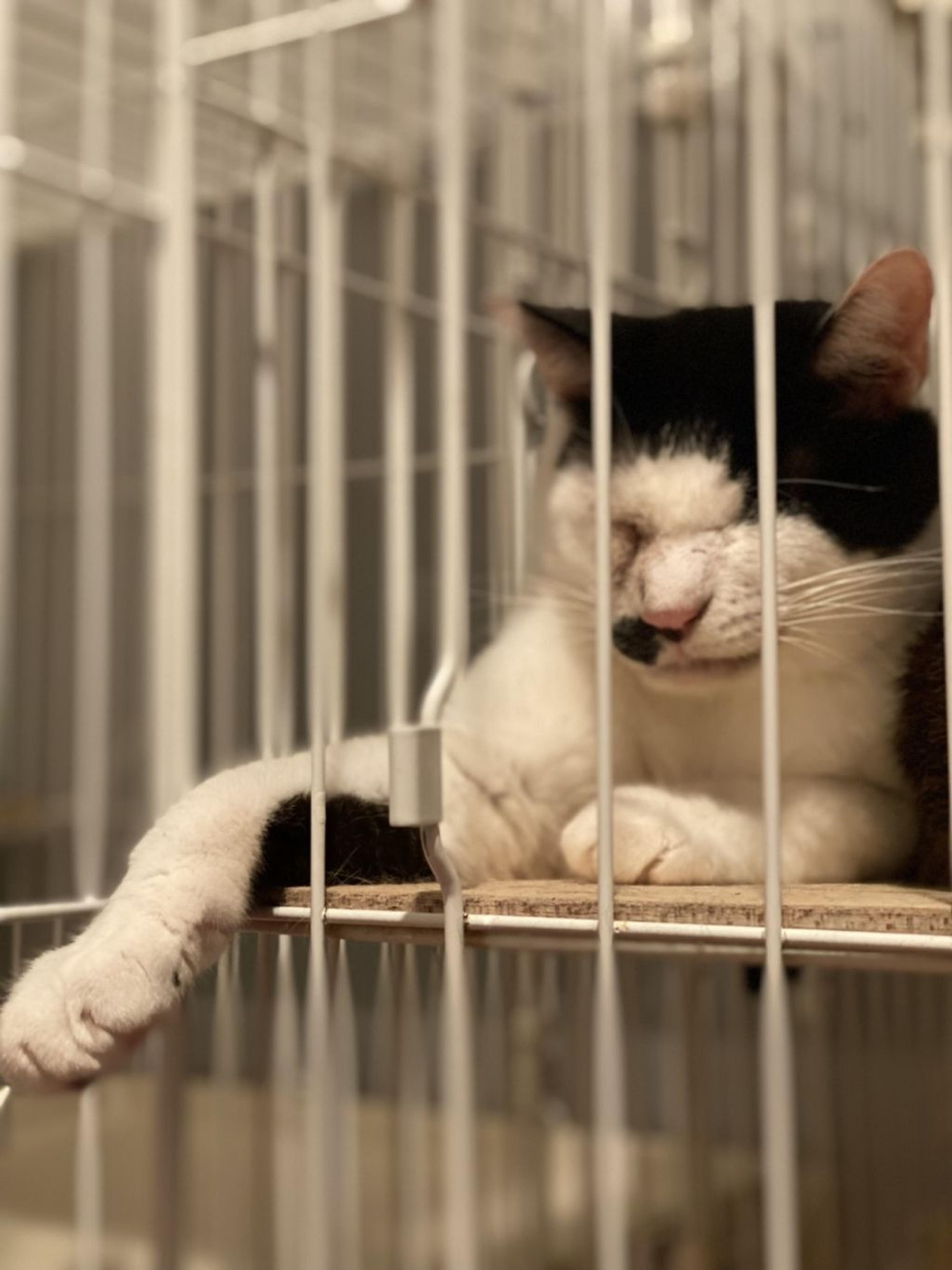 pet-image-5