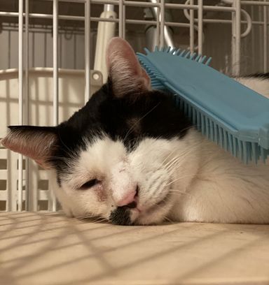 雑種（ミックス猫）・オスの里親募集の写真