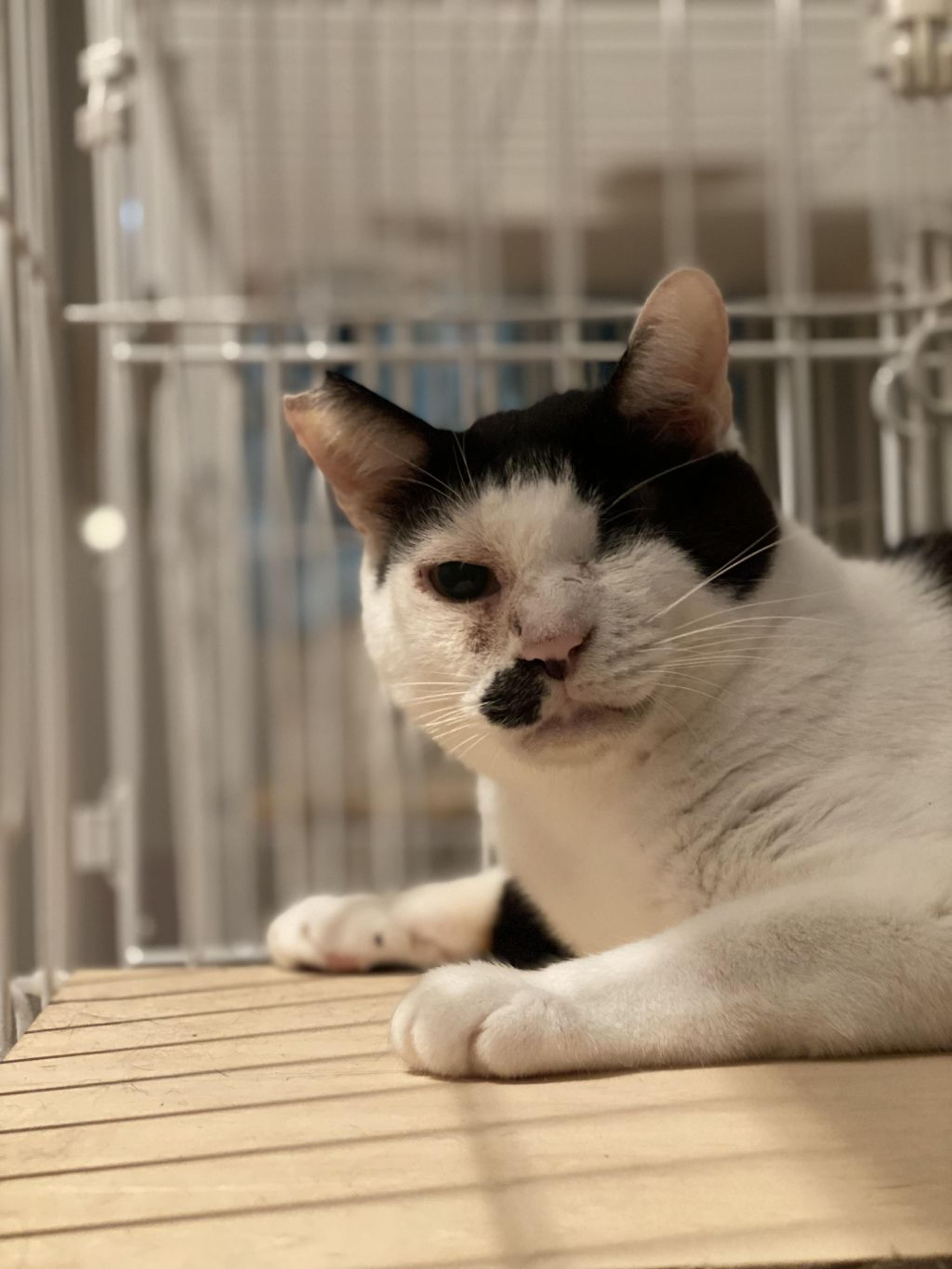 pet-image-7