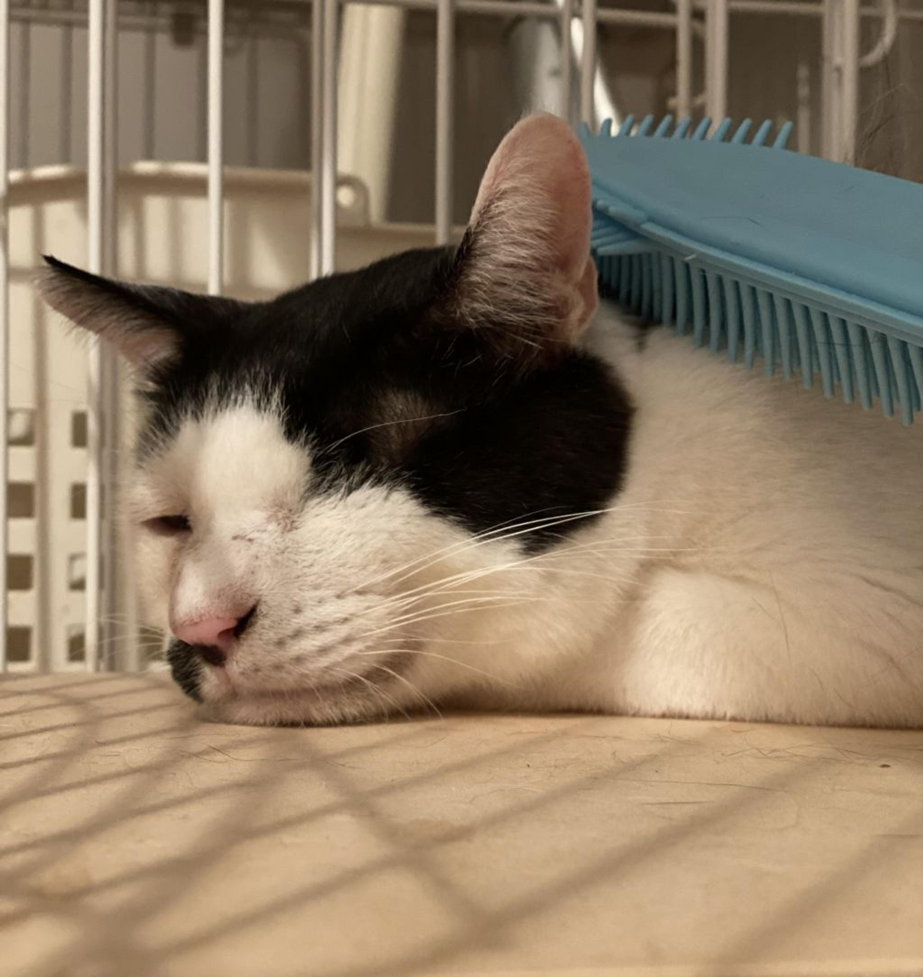 pet-image-8