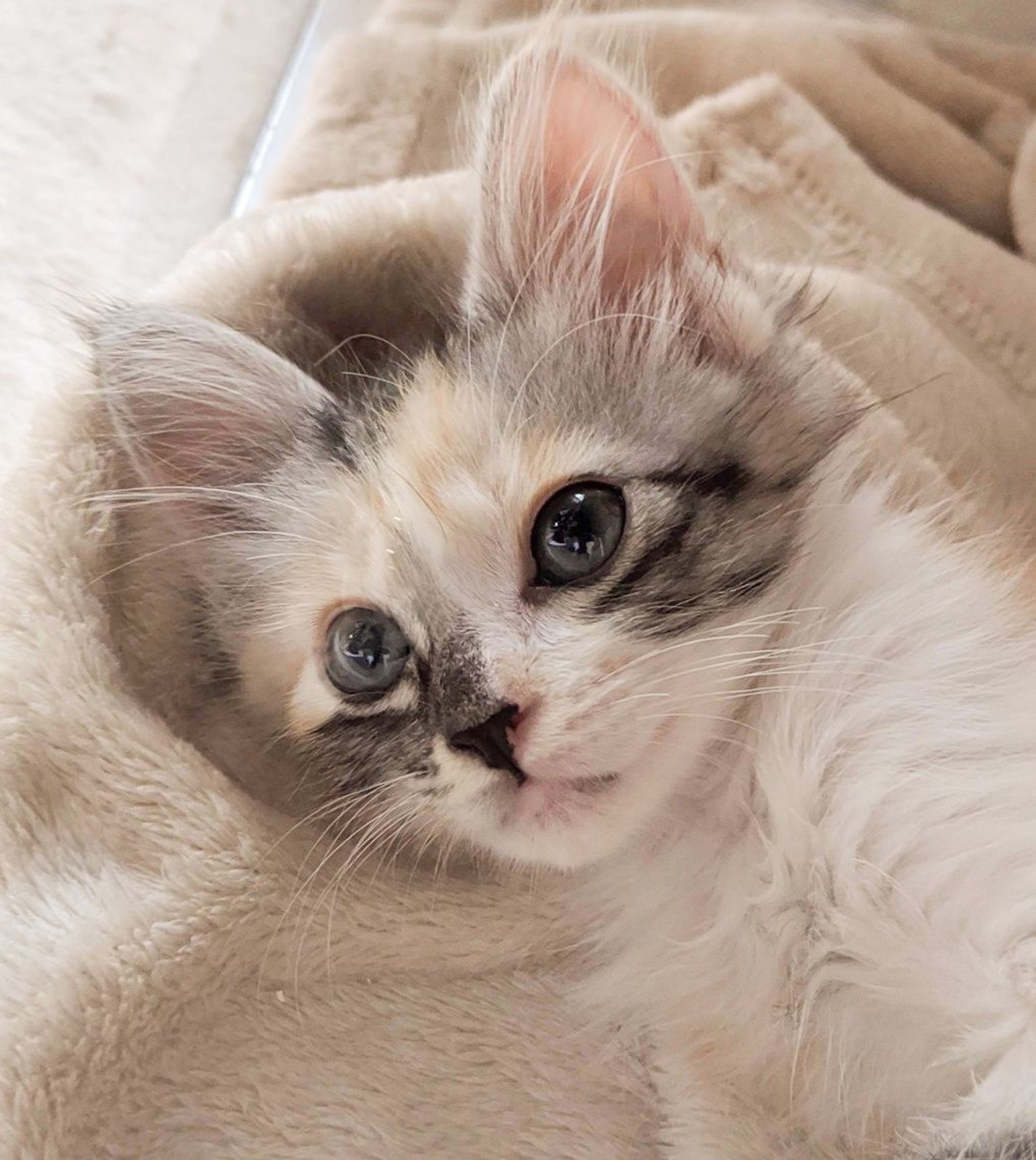 雑種（ミックス猫）・メスの里親募集の写真