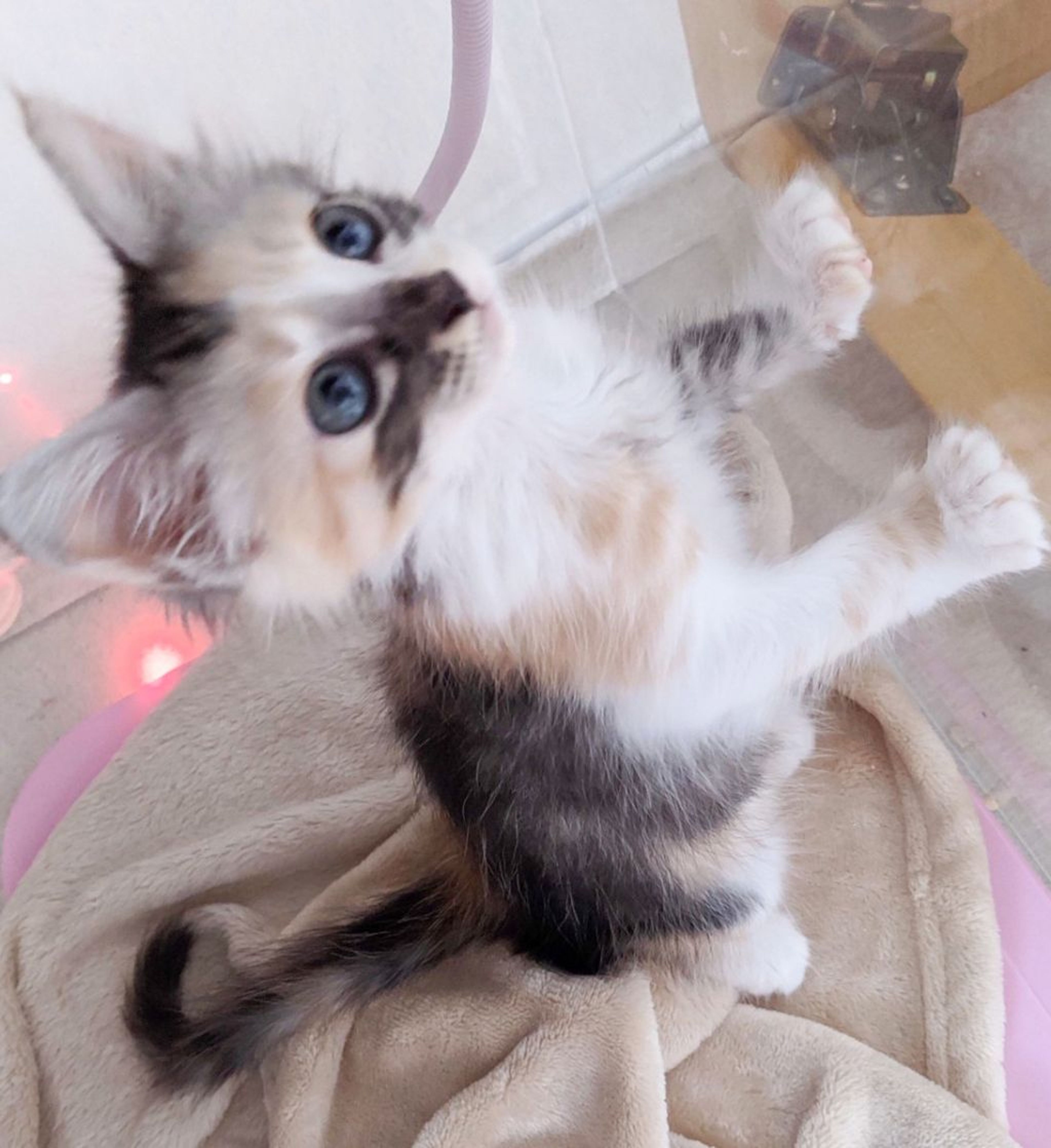 pet-image-3