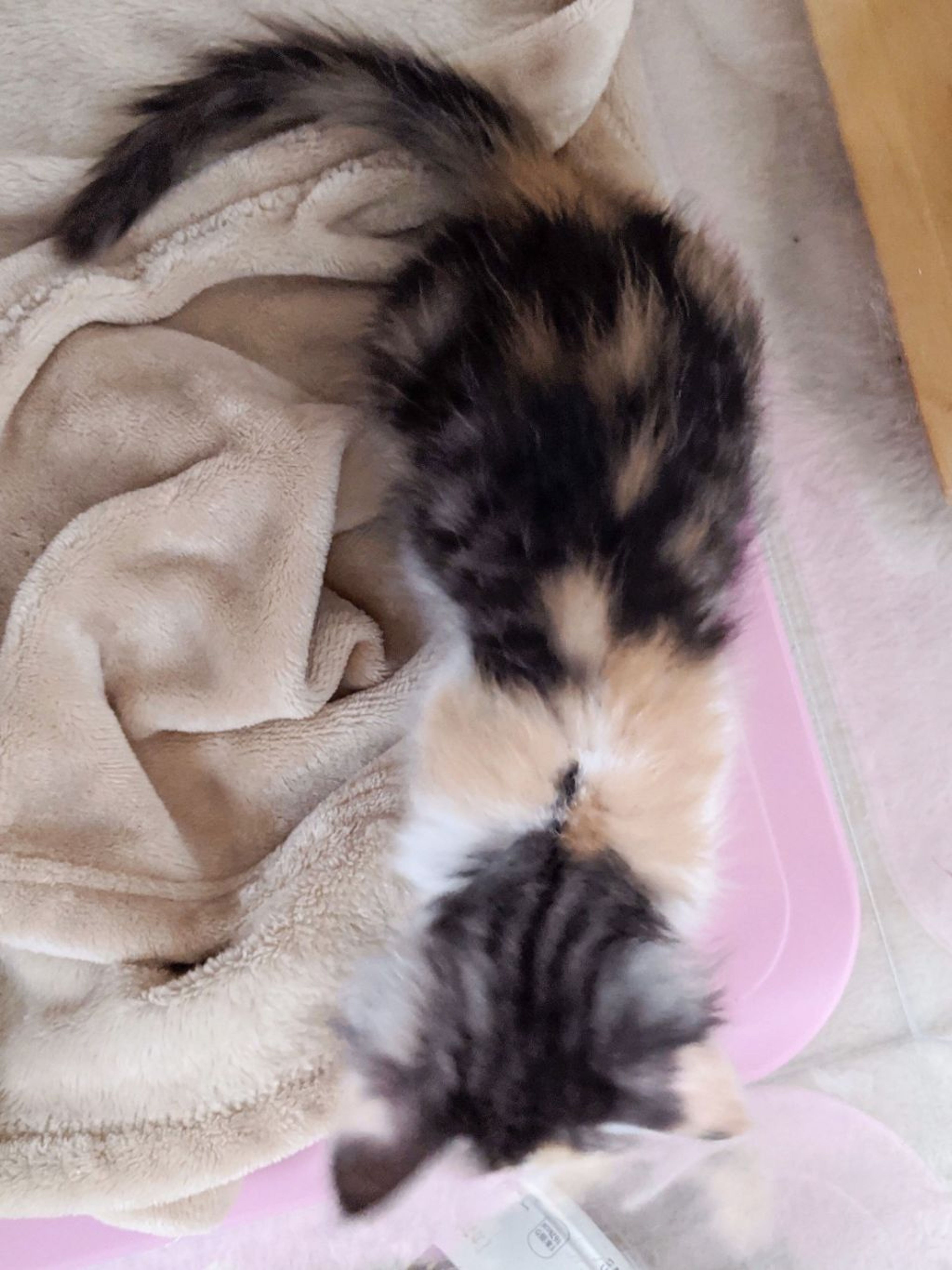 pet-image-4