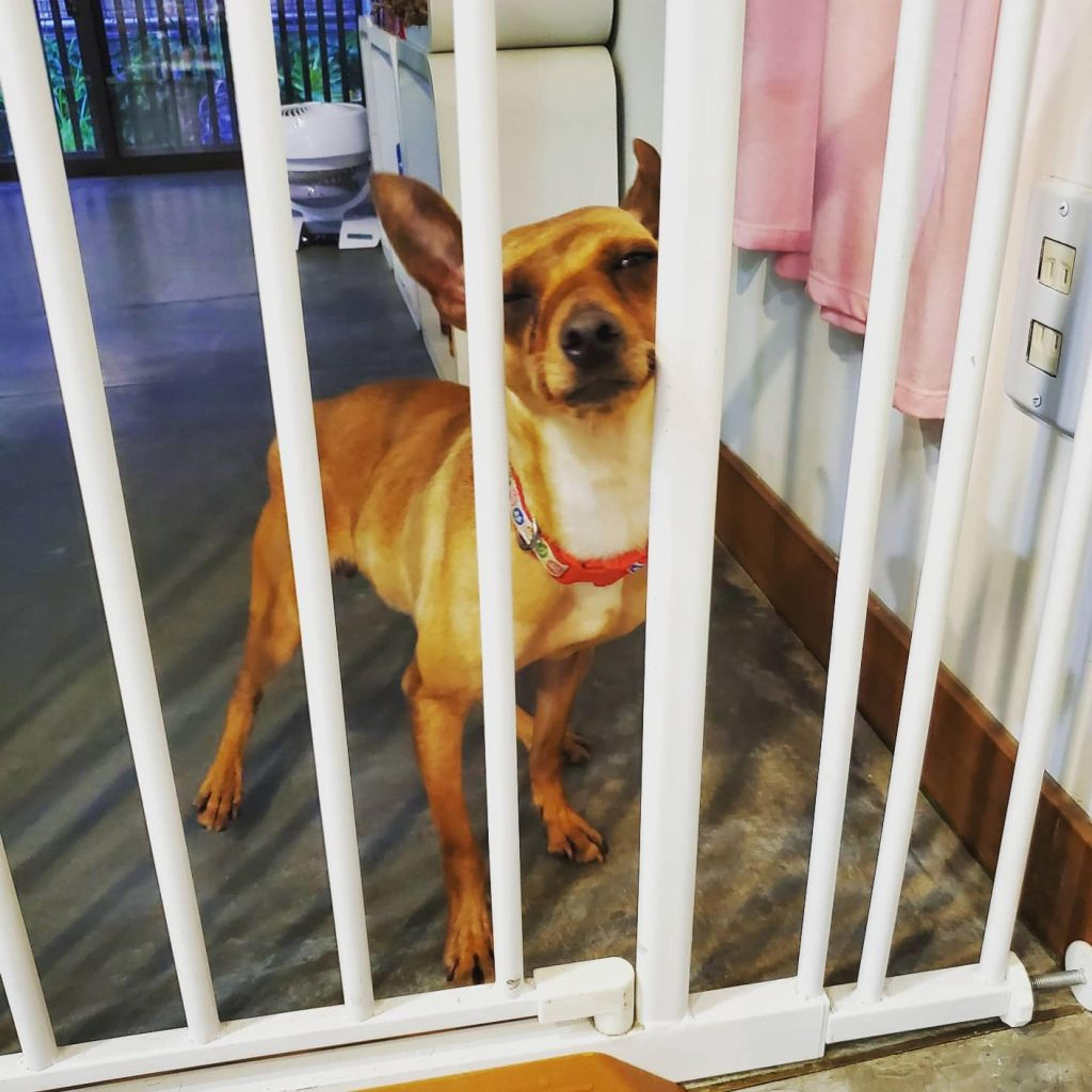pet-image-3