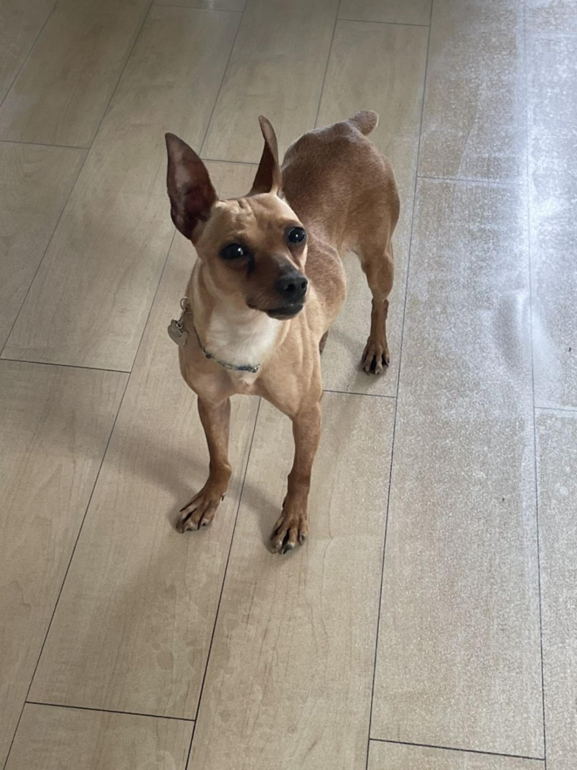 pet-image-2