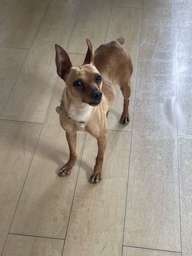 ミニチュア・ピンシャー・メスの里親募集の写真