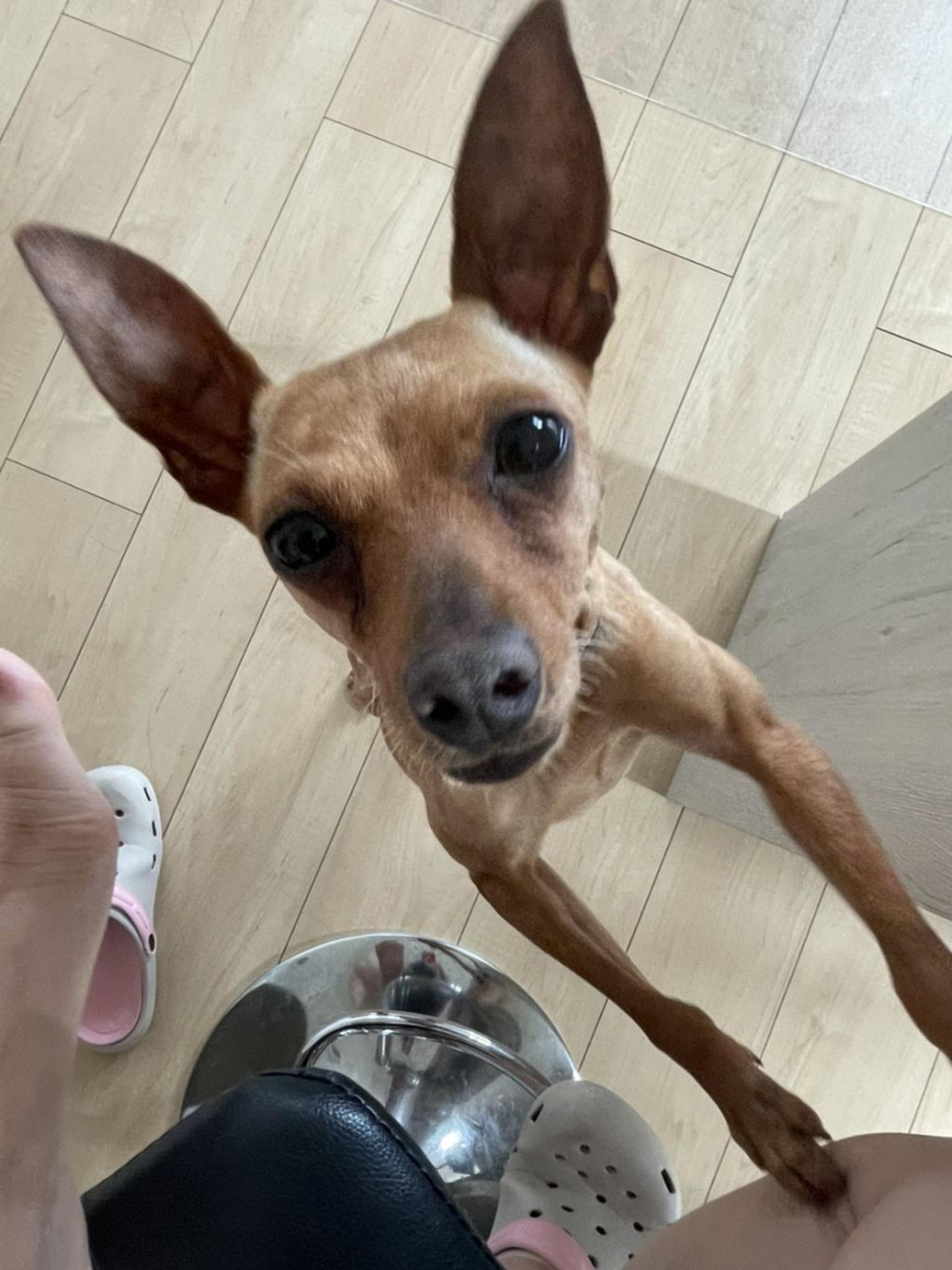 pet-image-4