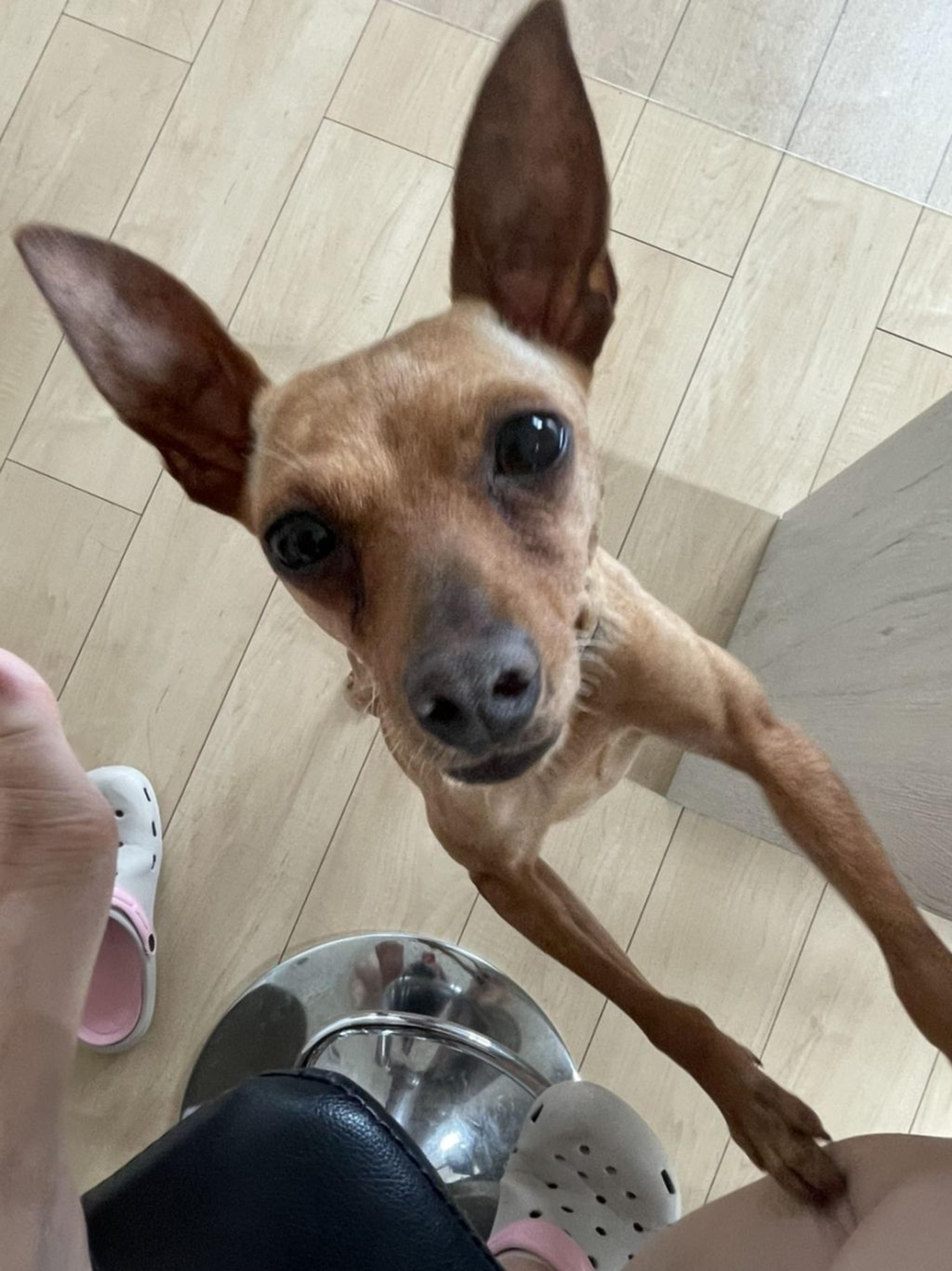 pet-image-4