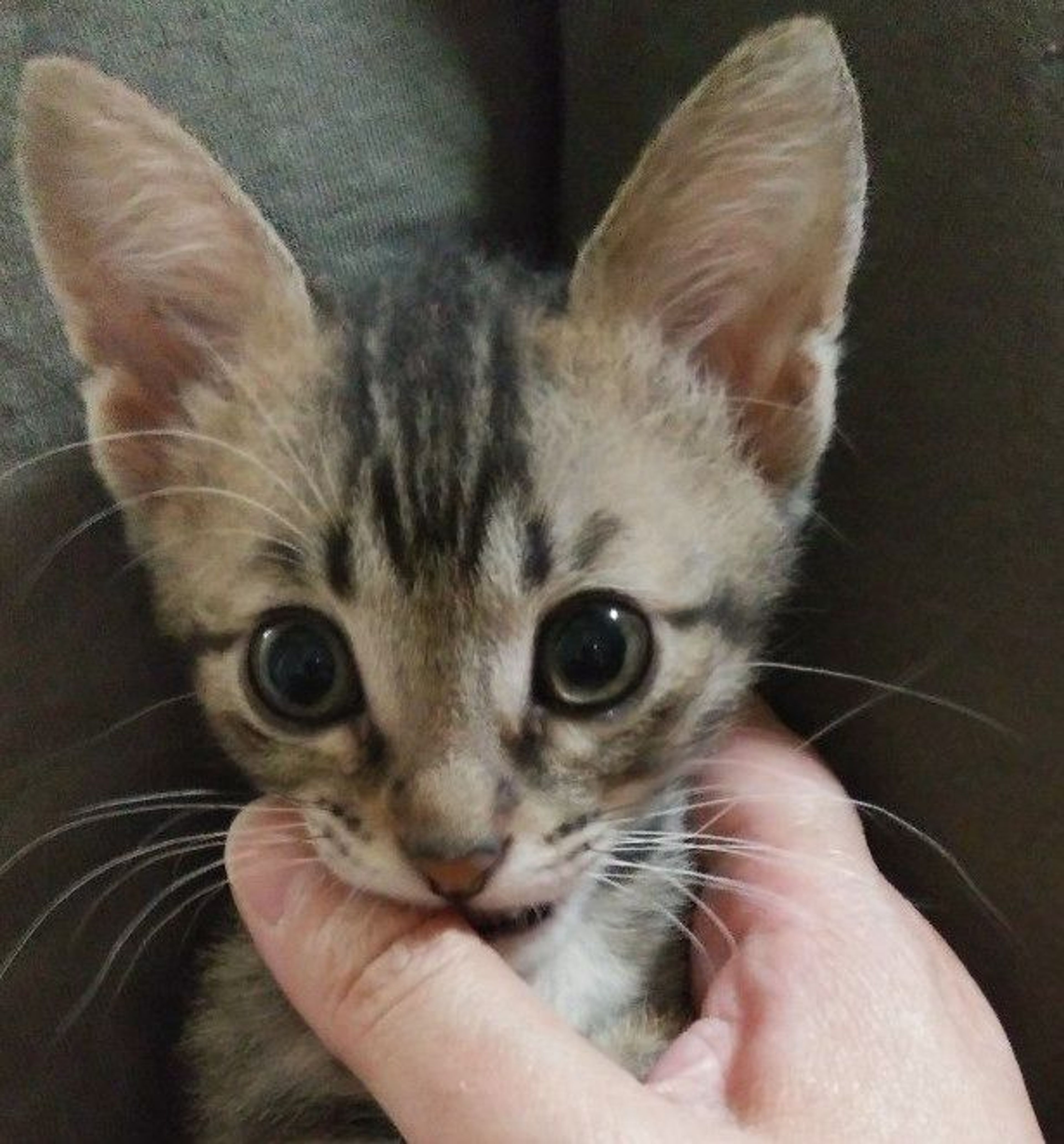 雑種（ミックス猫）・オスの里親募集の写真