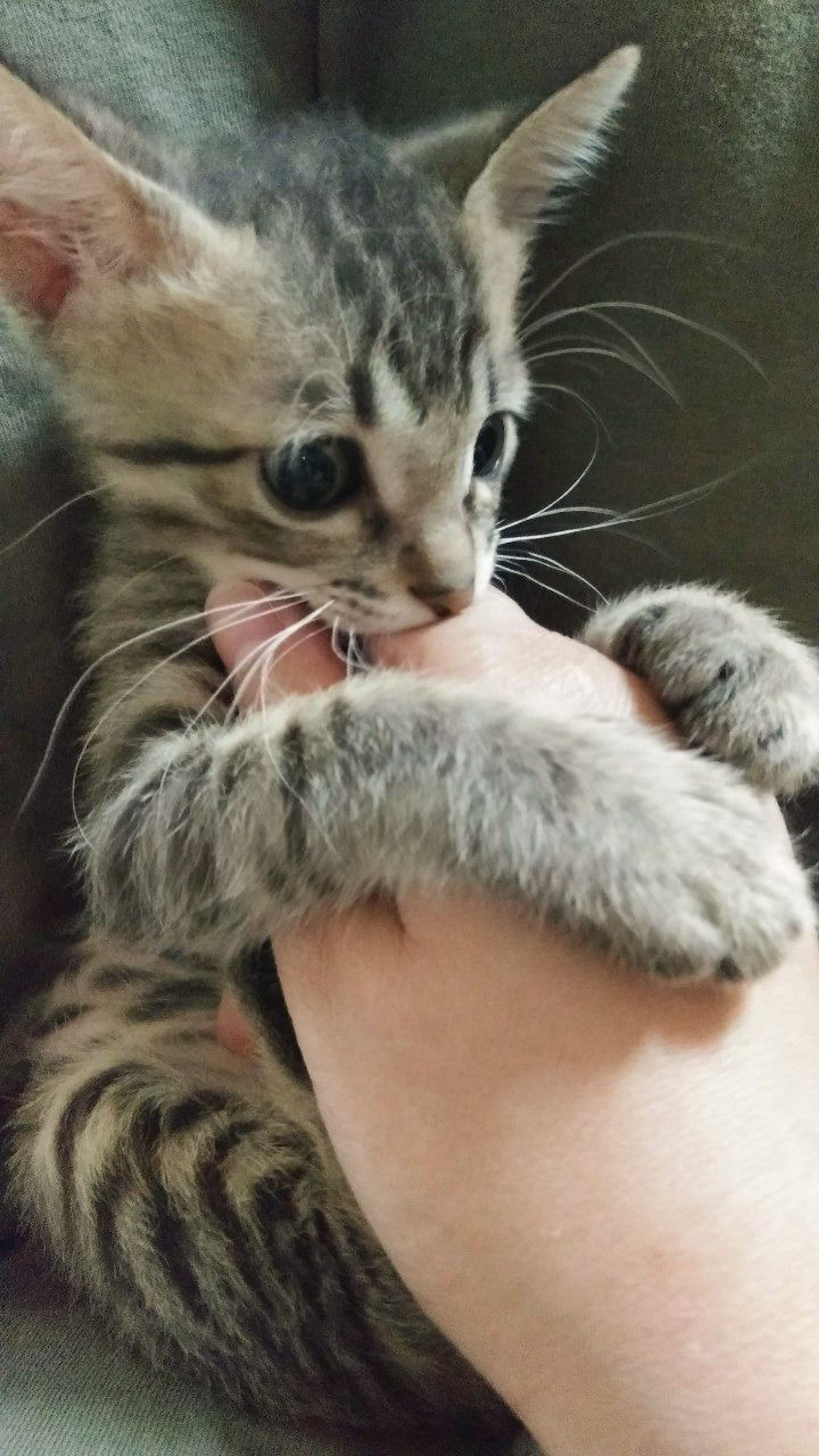 pet-image-2