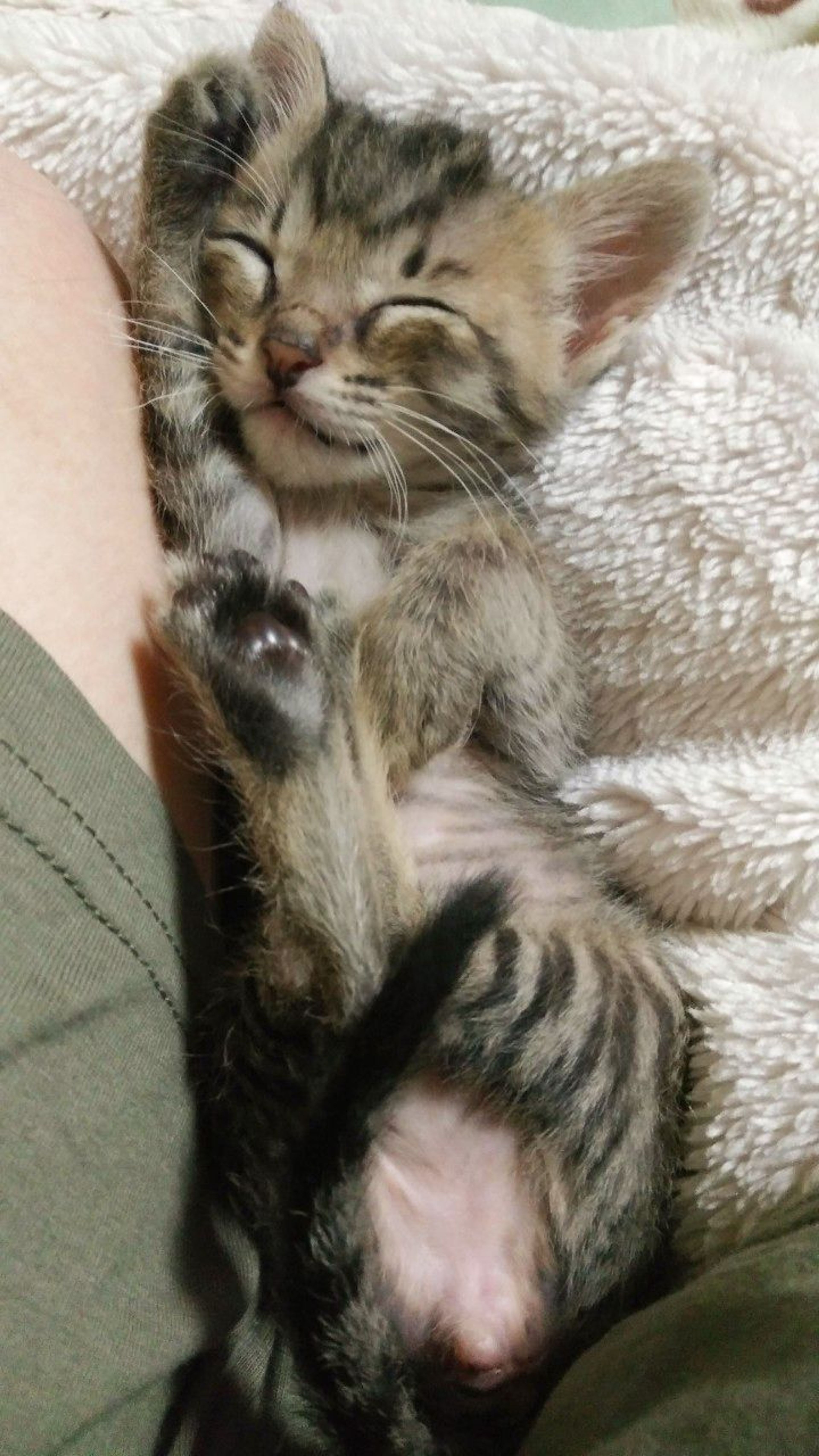 pet-image-3