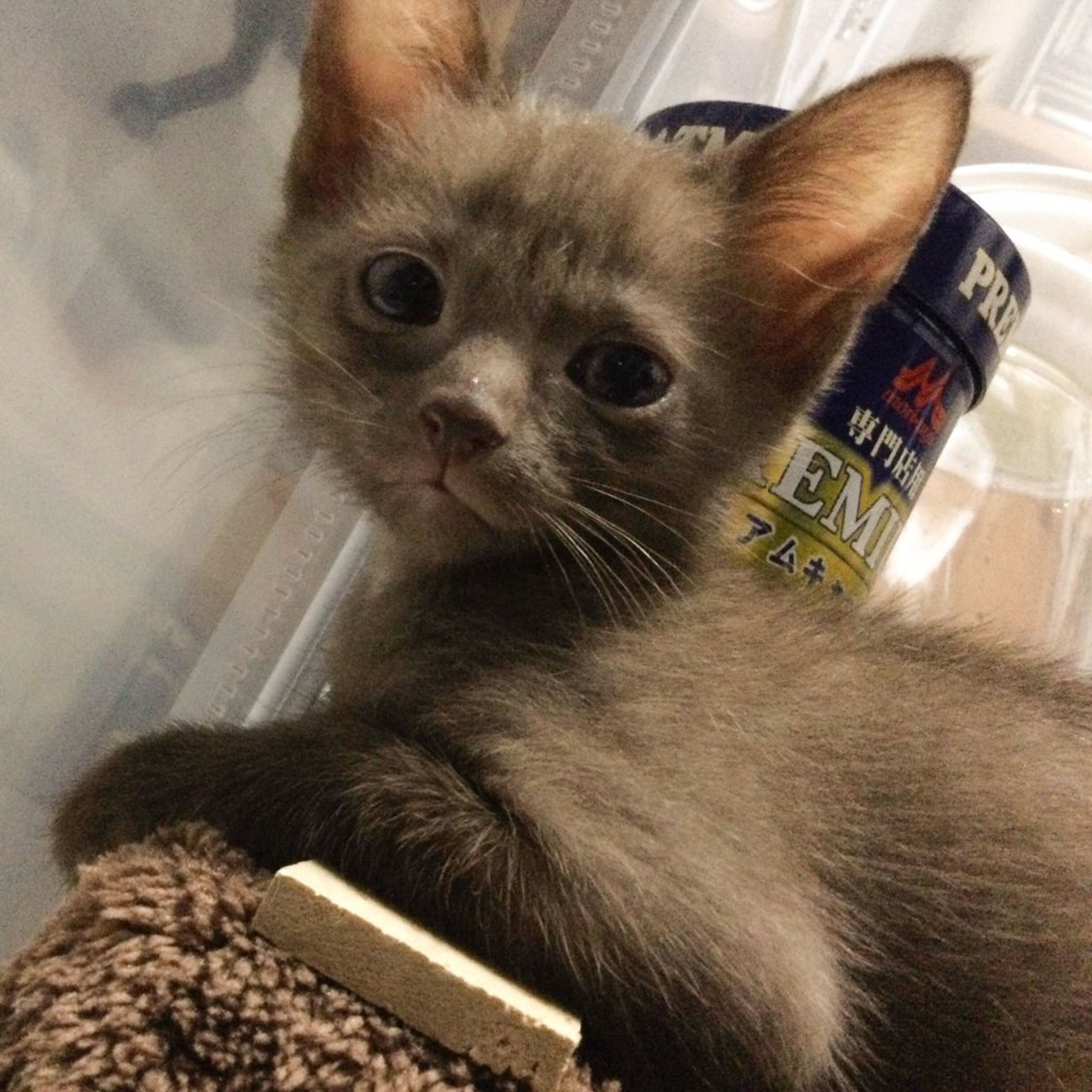 雑種（ミックス猫）・メスの里親募集の写真