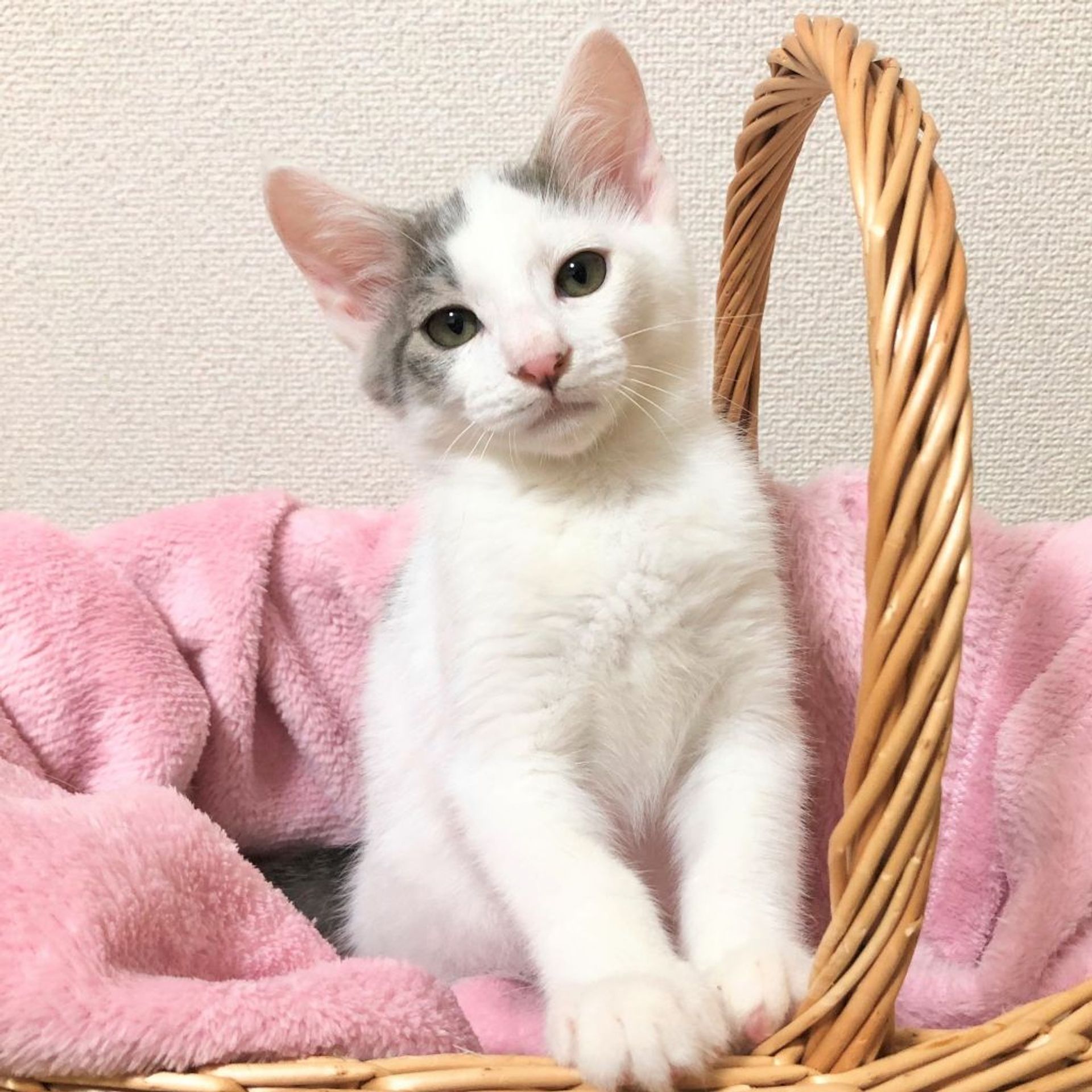 雑種（ミックス猫）・オスの里親募集の写真