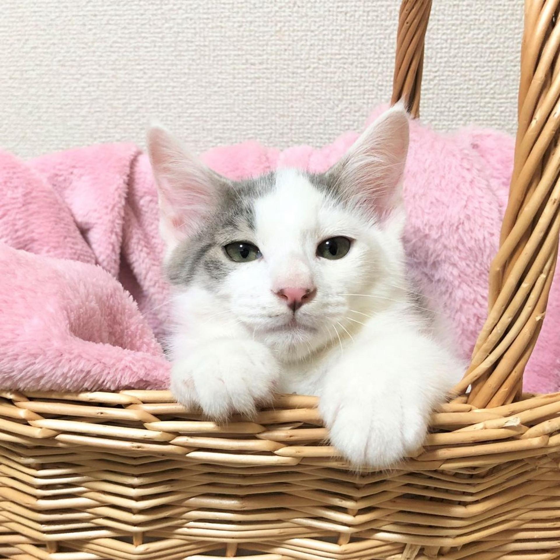 pet-image-3