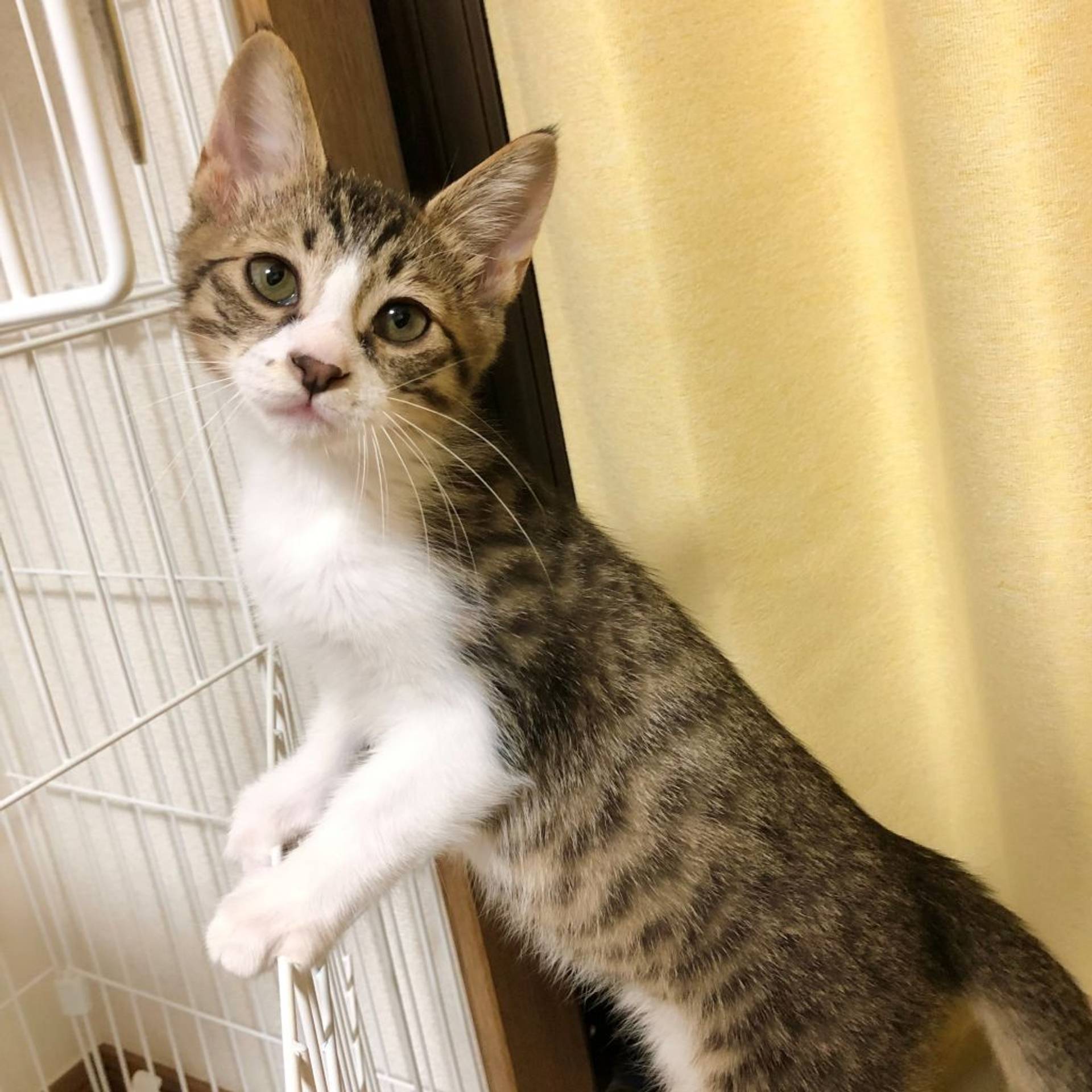 雑種（ミックス猫）・オスの里親募集の写真