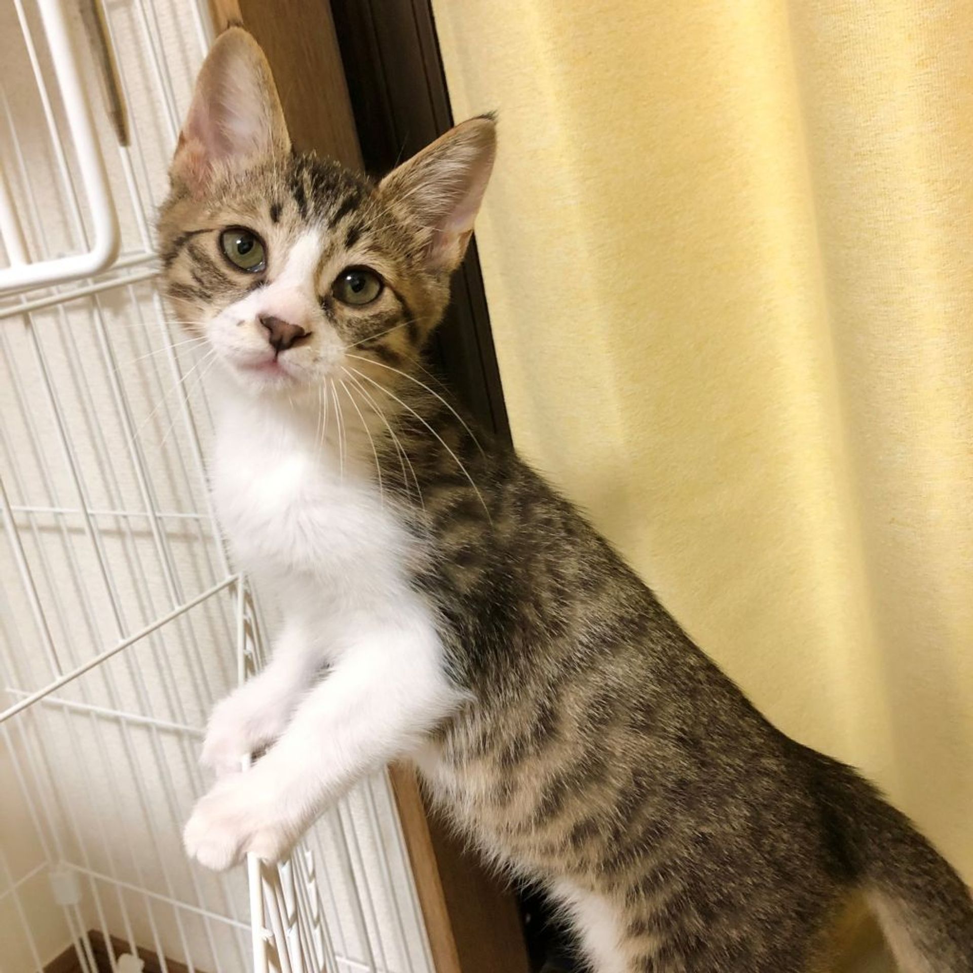 雑種（ミックス猫）・オスの里親募集の写真